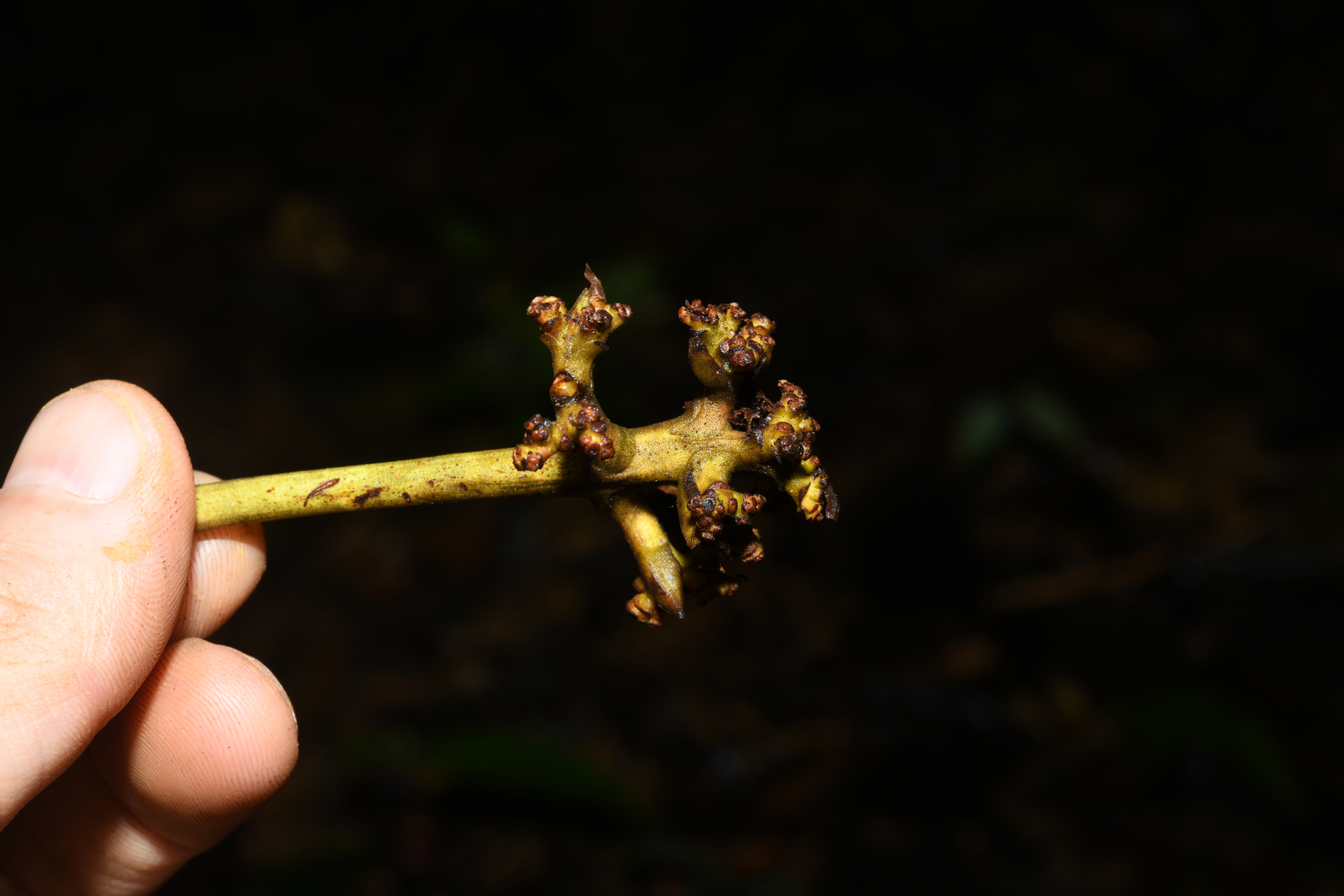 Anacardium spruceanum Benth. ex Engl. - Photo Bivouac Naturaliste