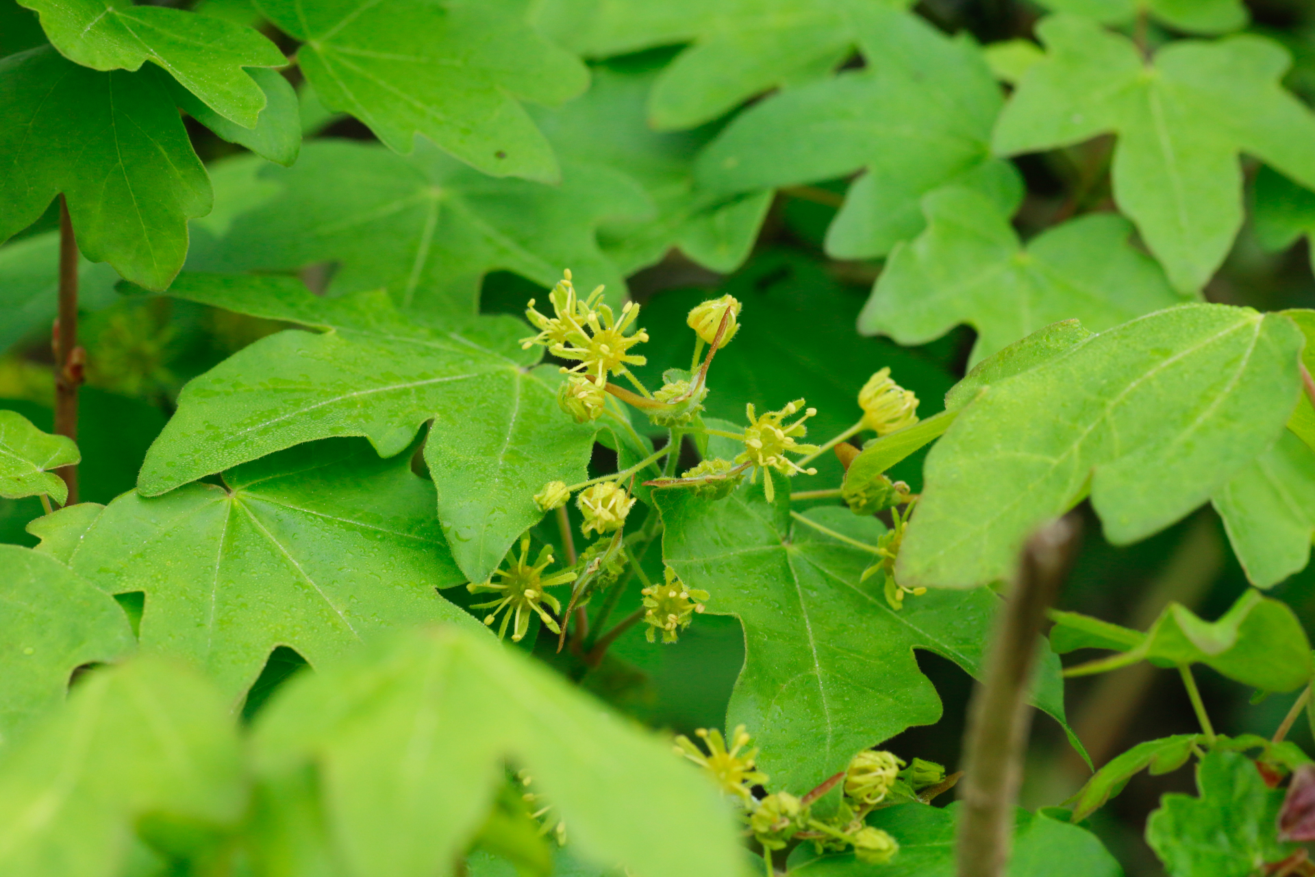 Acer campestre L. - Photo Bivouac Naturaliste
