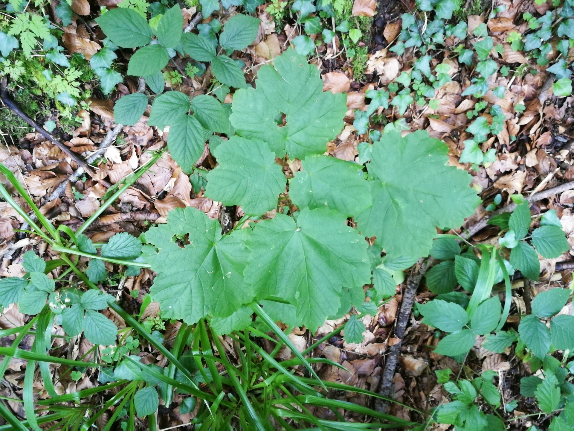 Acer opalus subsp. opalus - Photo Bivouac Naturaliste