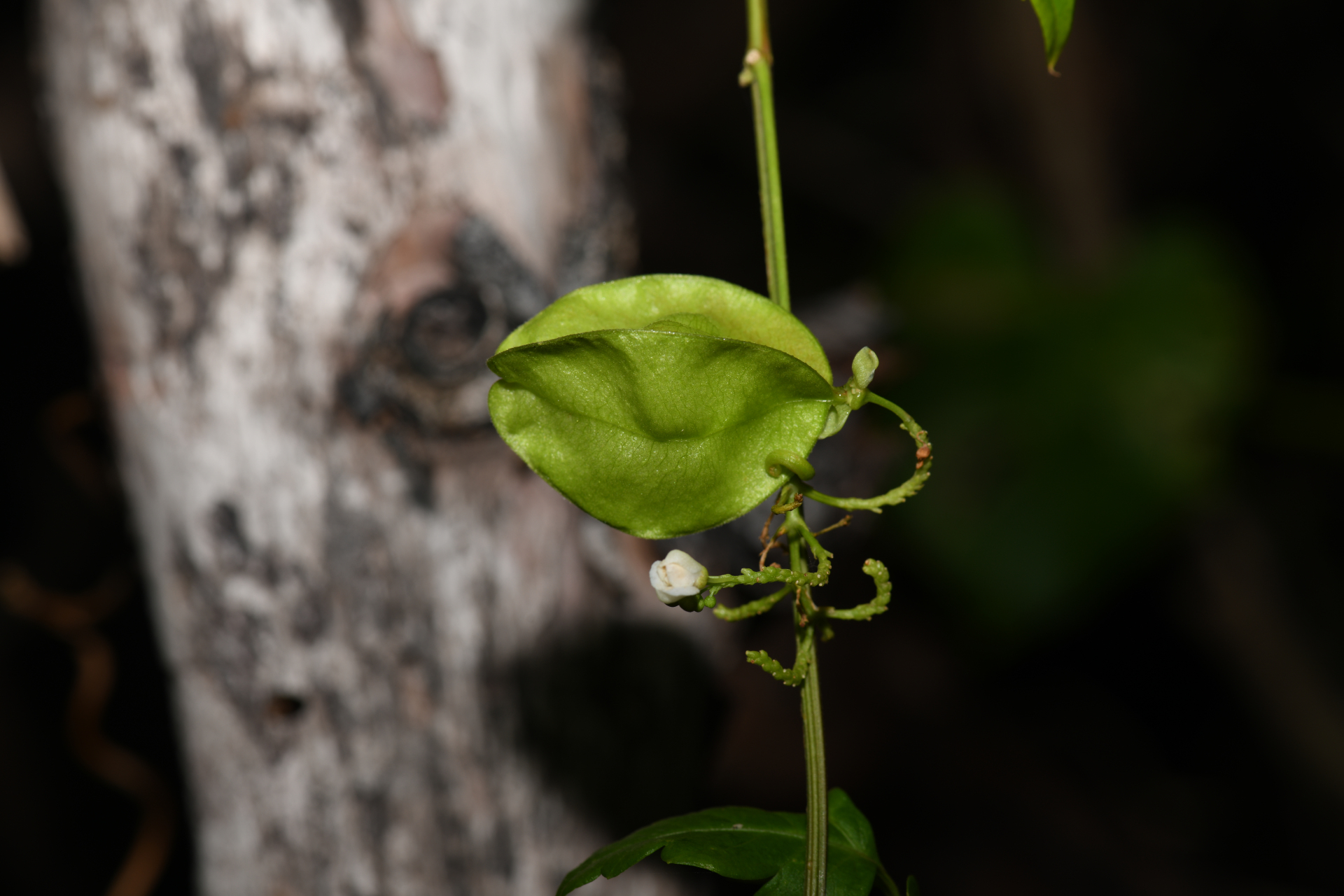Cardiospermum corindum L. - Photo Bivouac Naturaliste
