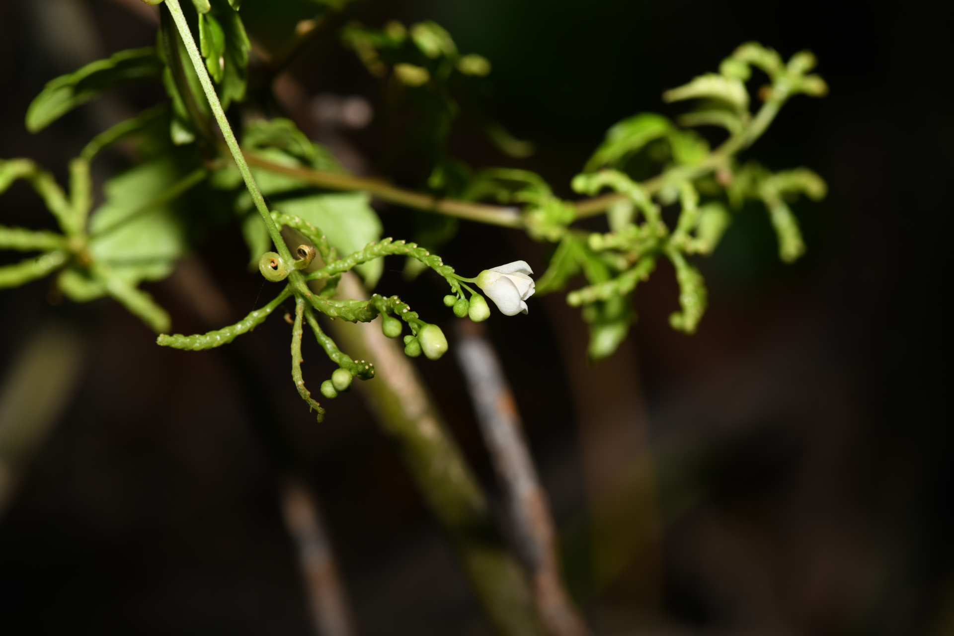 Cardiospermum corindum L. - Photo Bivouac Naturaliste