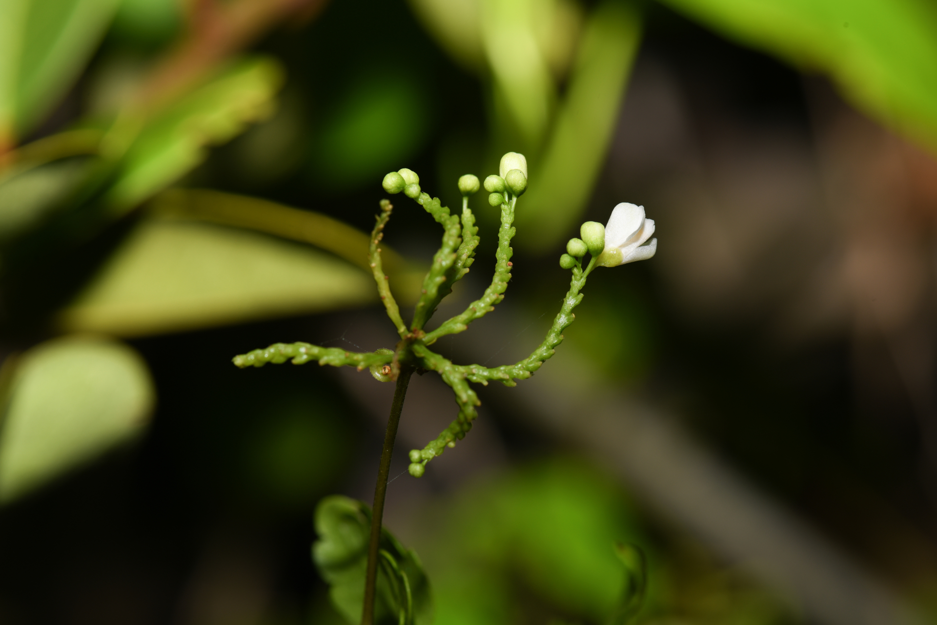 Cardiospermum corindum L. - Photo Bivouac Naturaliste