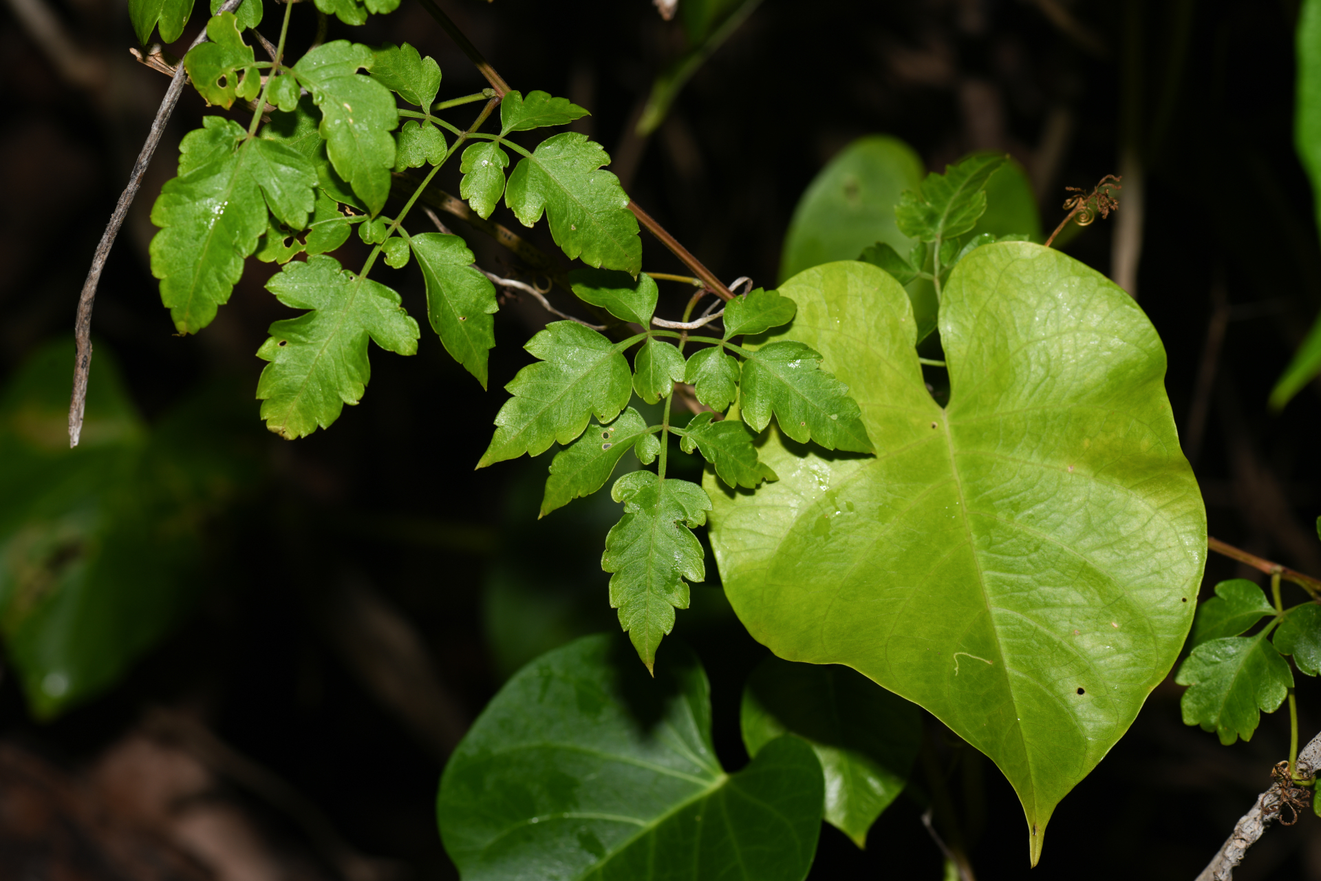 Cardiospermum corindum L. - Photo Bivouac Naturaliste