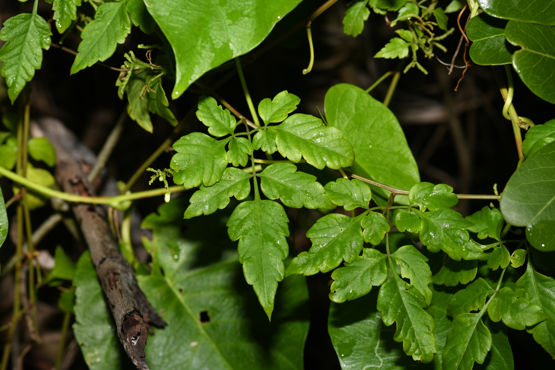 Cardiospermum corindum L. - Photo Bivouac Naturaliste