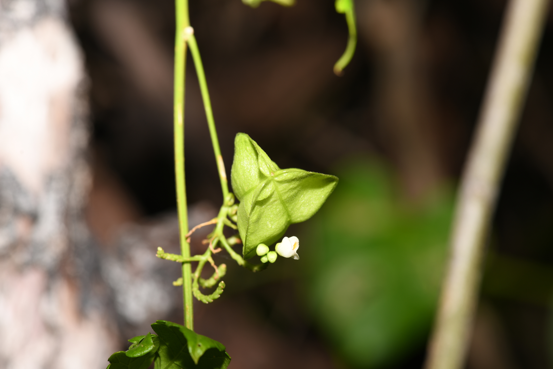 Cardiospermum corindum L. - Photo Bivouac Naturaliste
