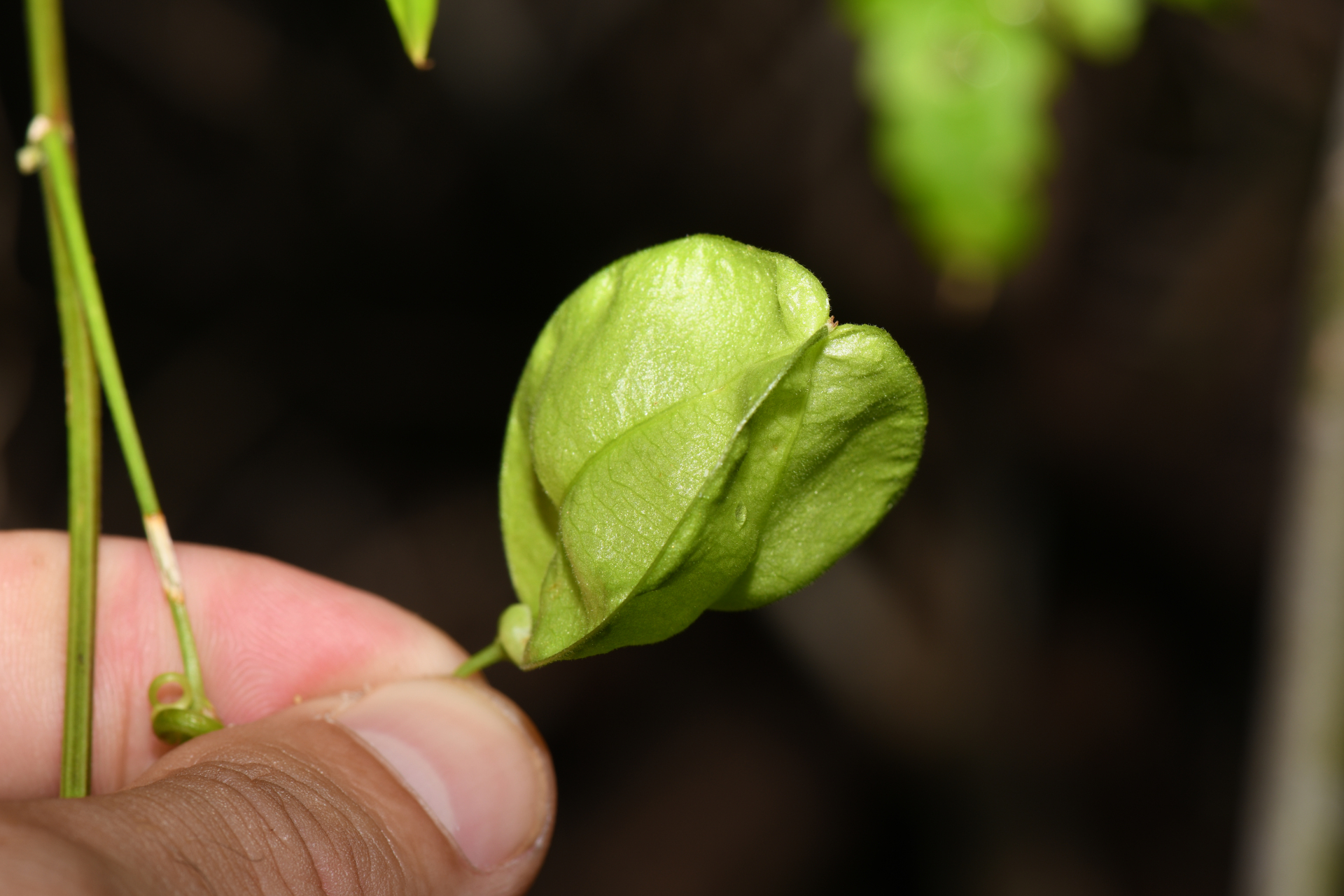 Cardiospermum corindum L. - Photo Bivouac Naturaliste