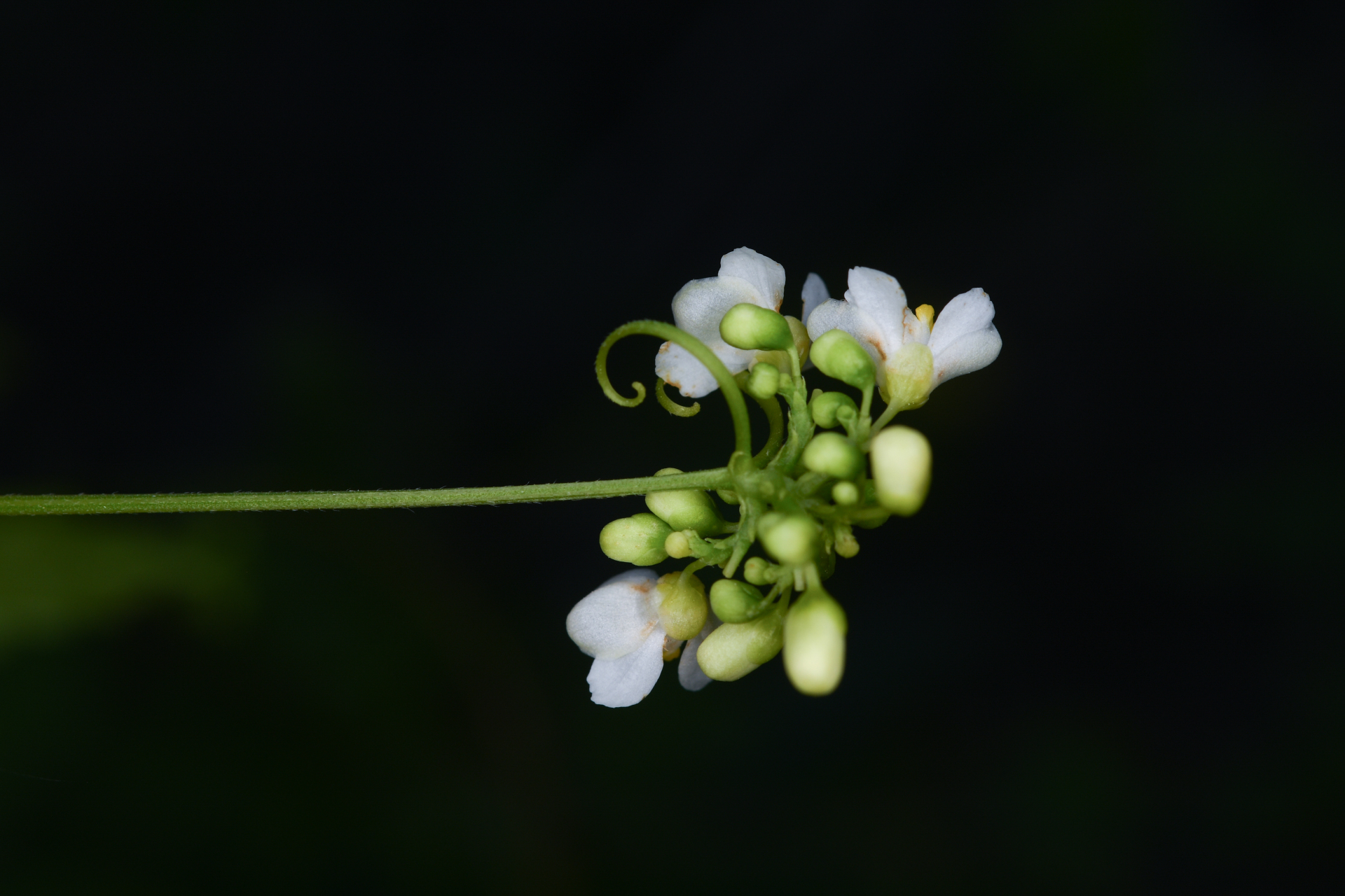 Cardiospermum corindum L. - Photo Bivouac Naturaliste