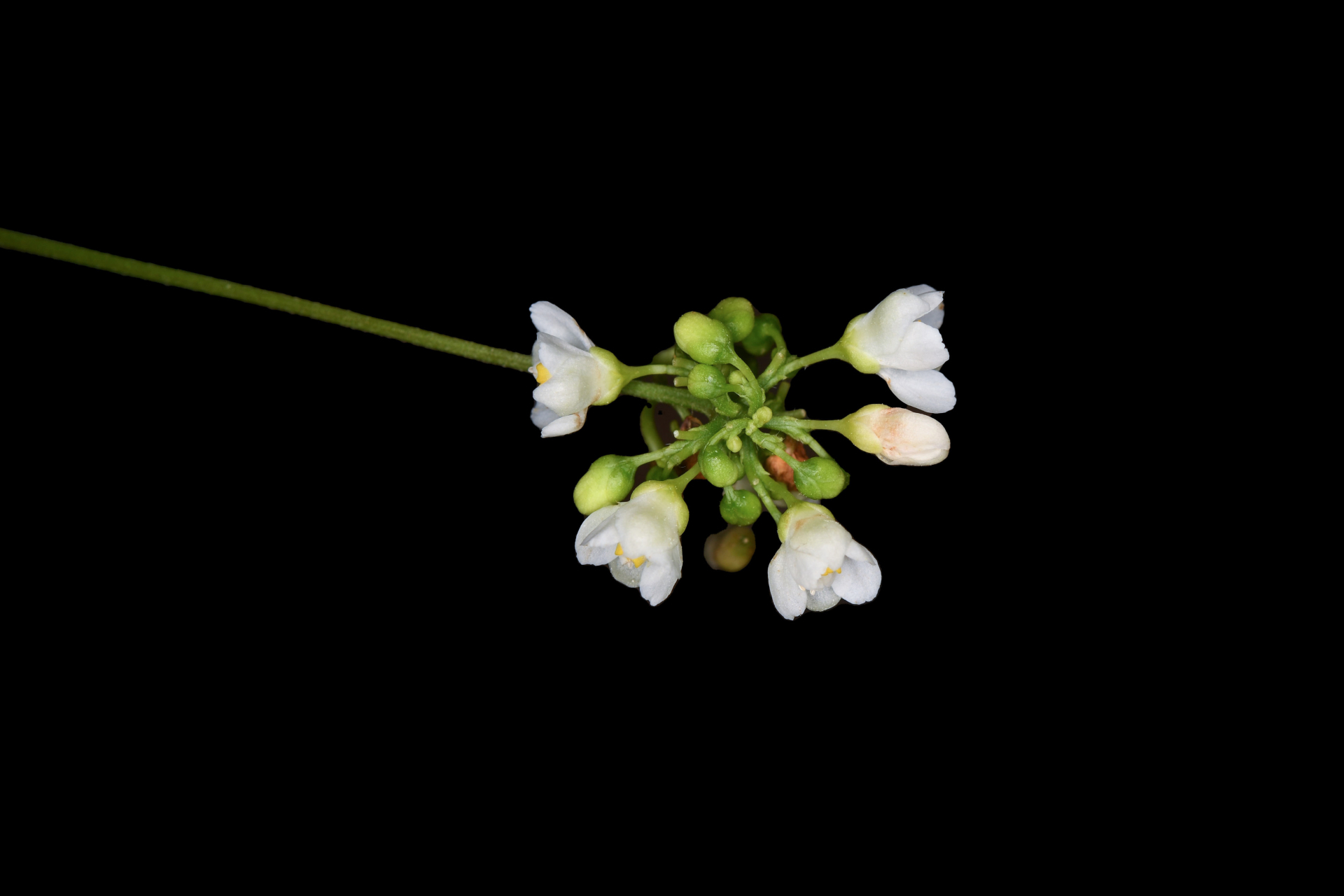 Cardiospermum corindum L. - Photo Bivouac Naturaliste