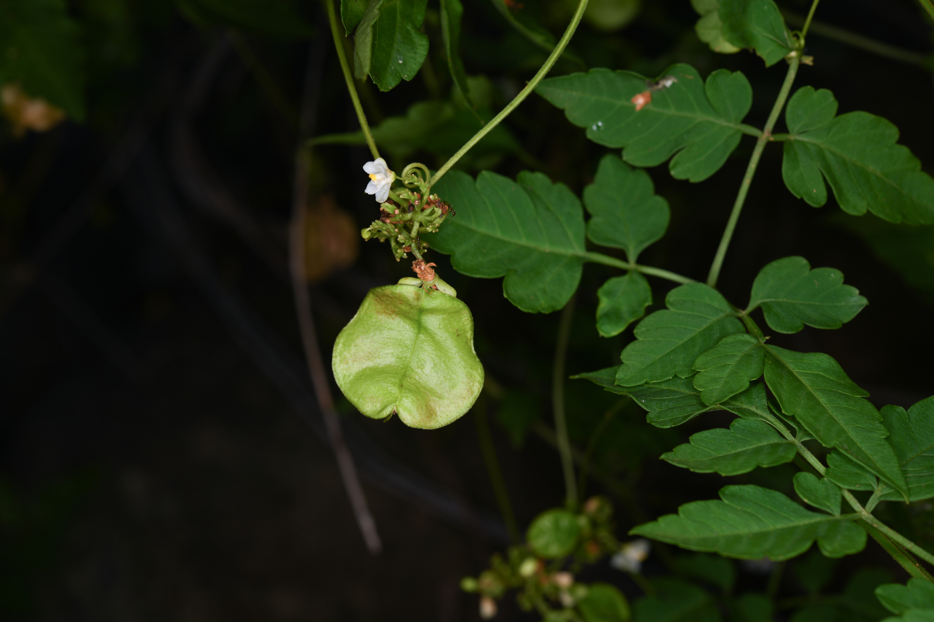 Cardiospermum corindum L. - Photo Bivouac Naturaliste