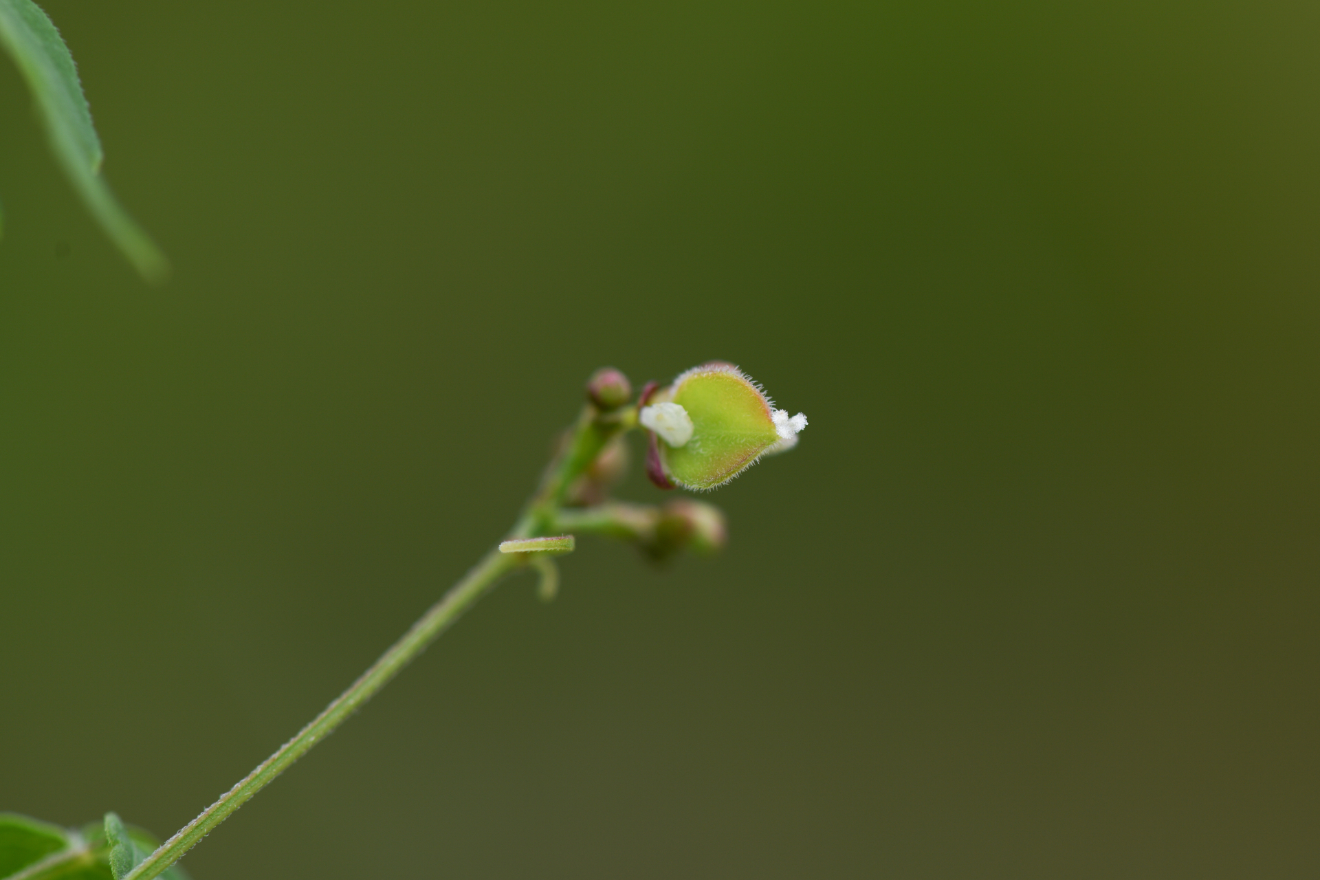 Cardiospermum halicacabum L. - Photo Bivouac Naturaliste