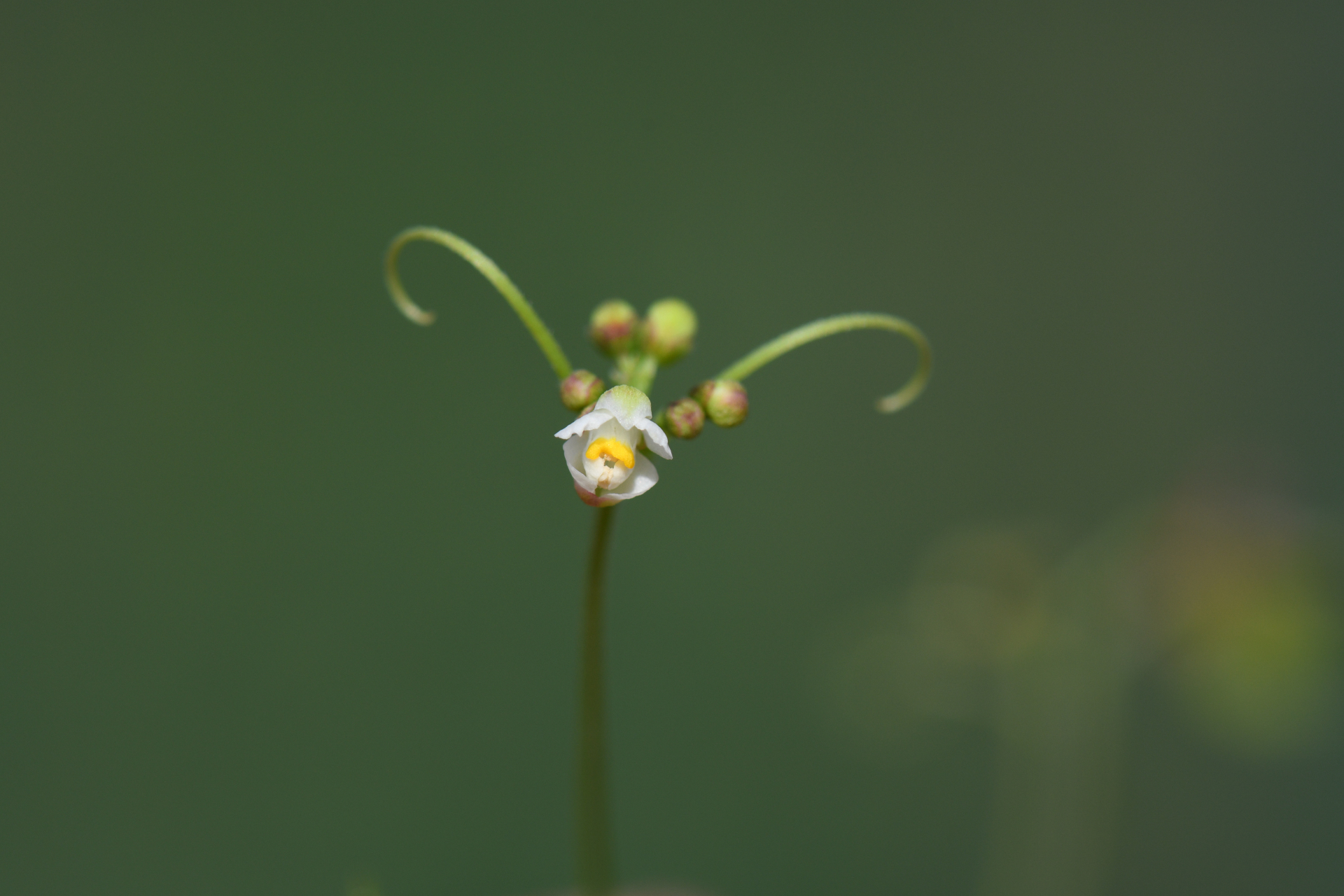 Cardiospermum halicacabum L. - Photo Bivouac Naturaliste