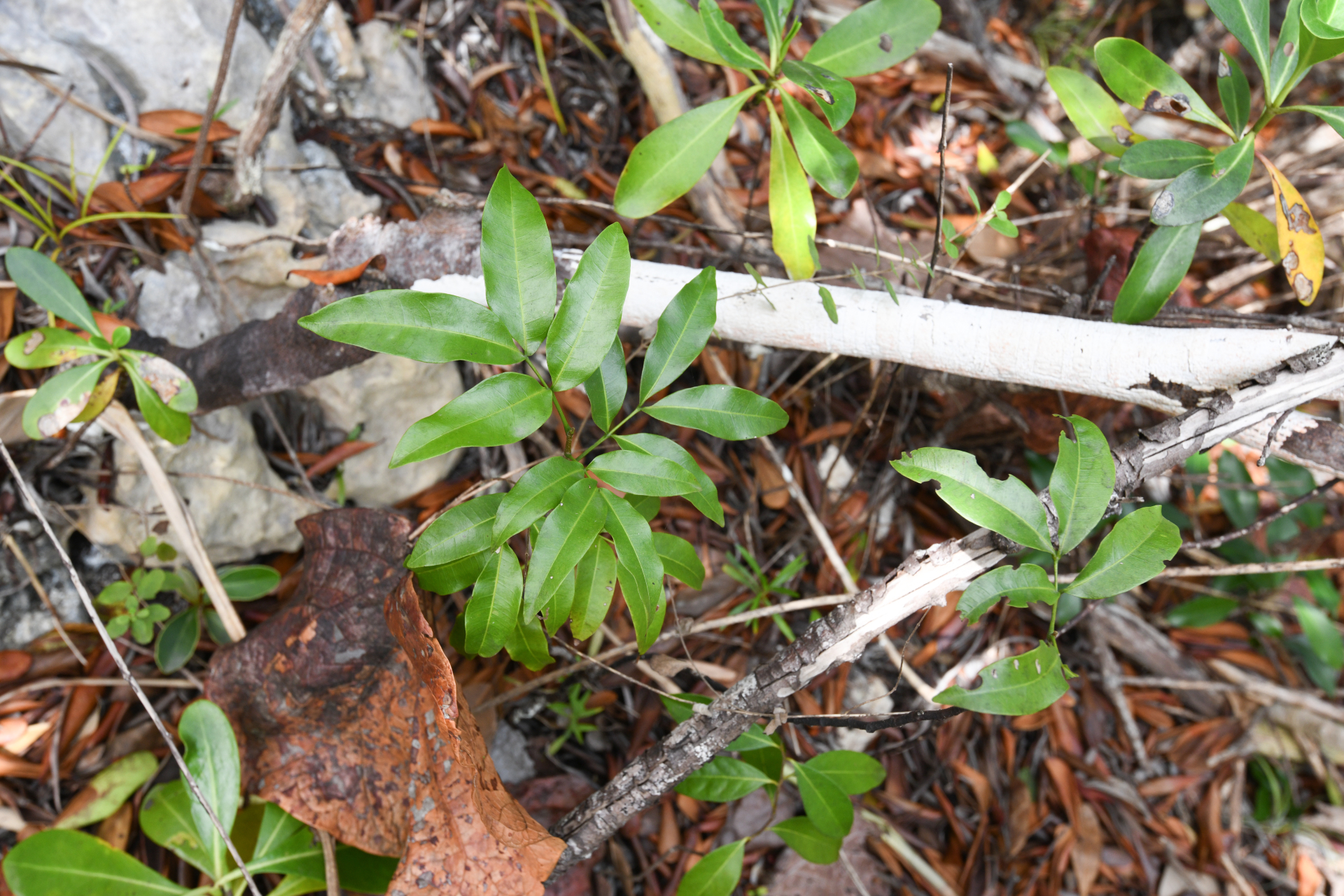Exothea paniculata (Juss.) Walp. - Photo Bivouac Naturaliste