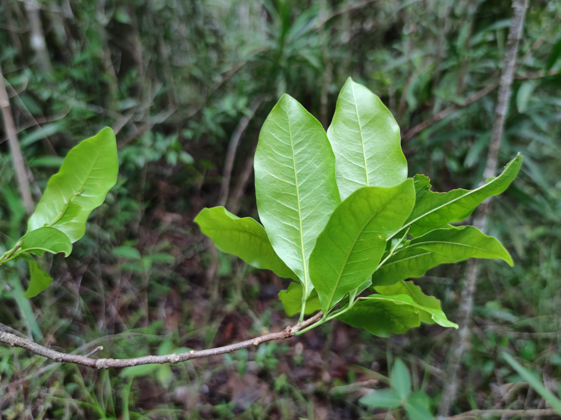 Exothea paniculata (Juss.) Walp. - Photo Bivouac Naturaliste