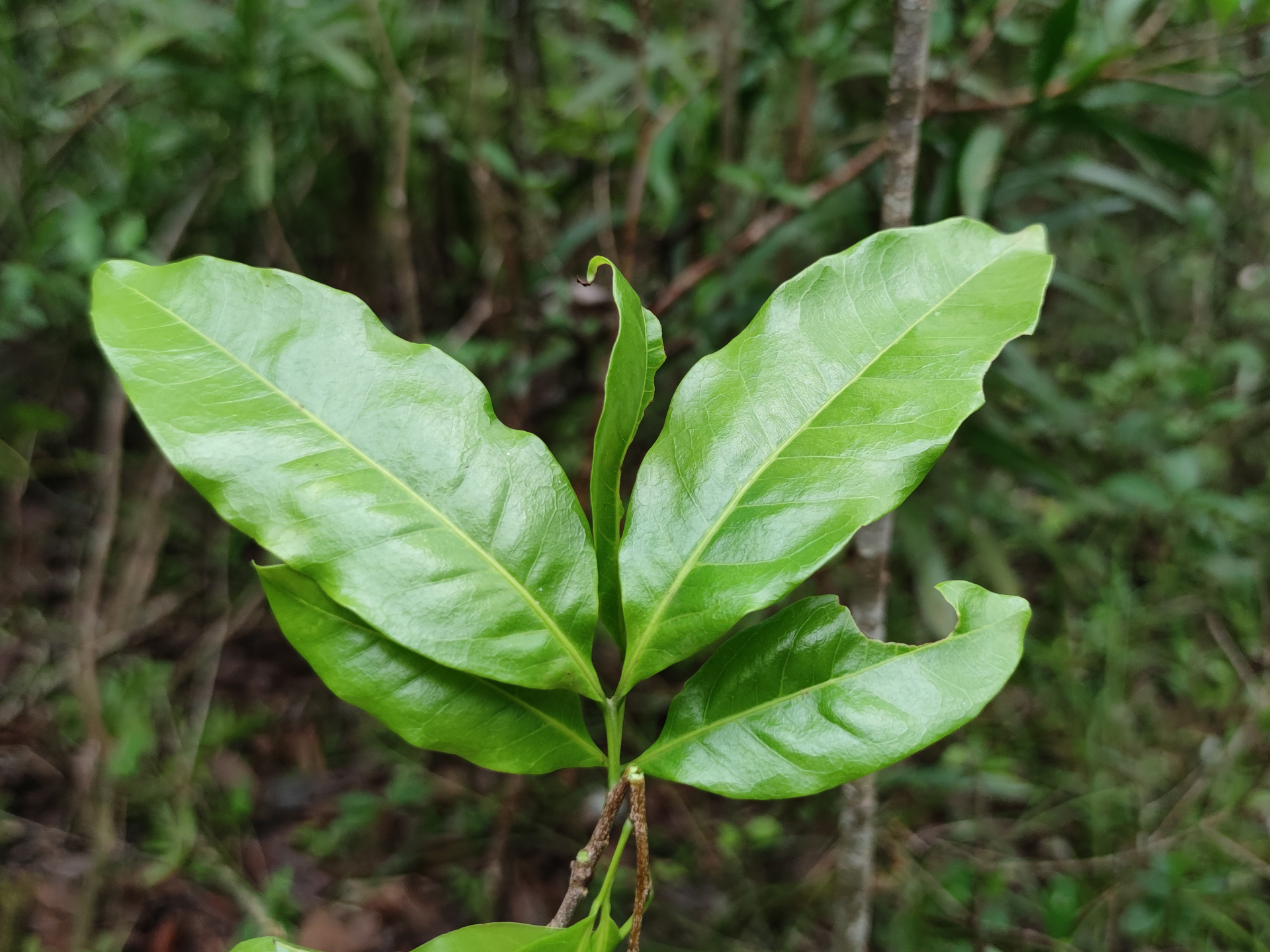 Exothea paniculata (Juss.) Walp. - Photo Bivouac Naturaliste