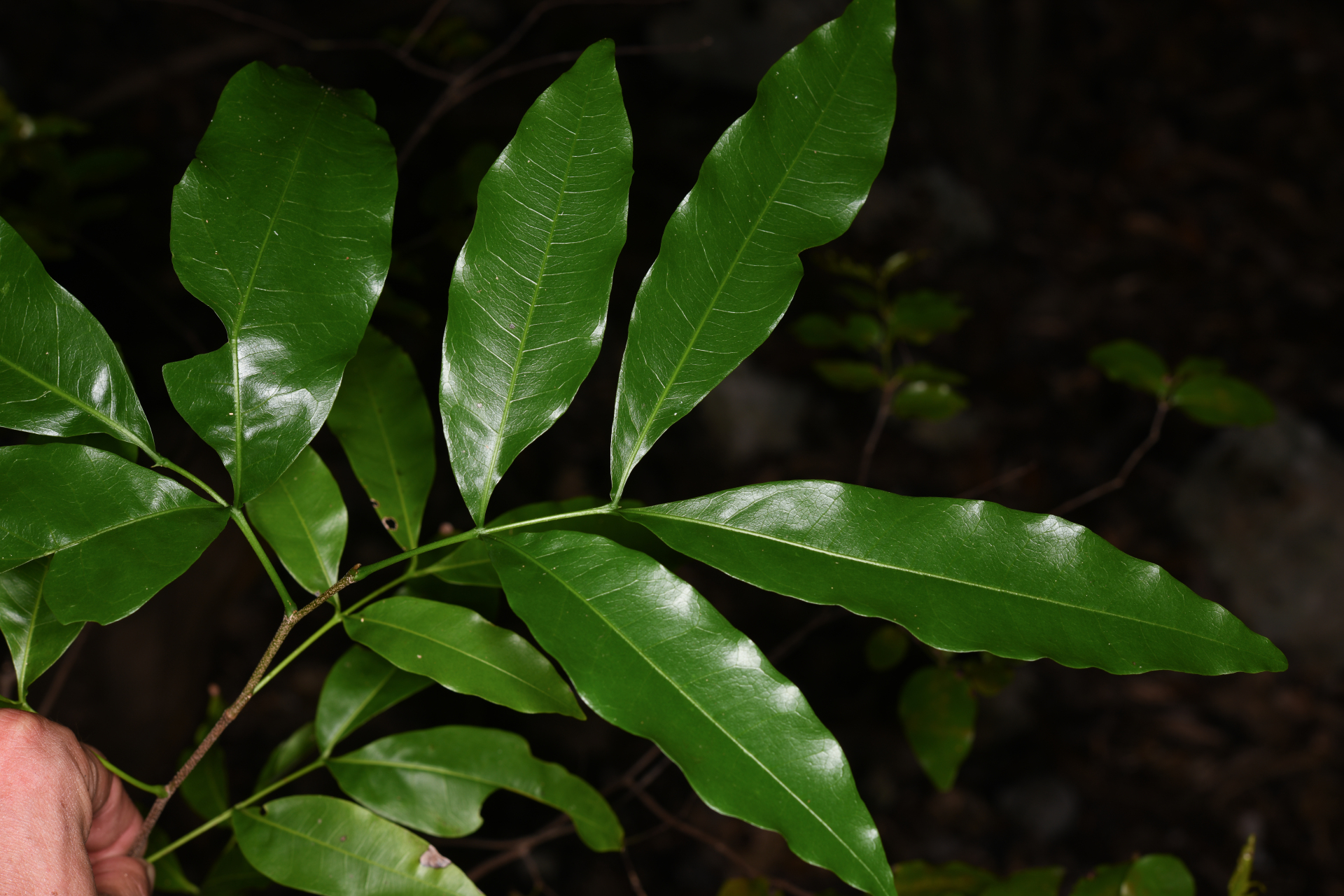 Exothea paniculata (Juss.) Walp. - Photo Bivouac Naturaliste