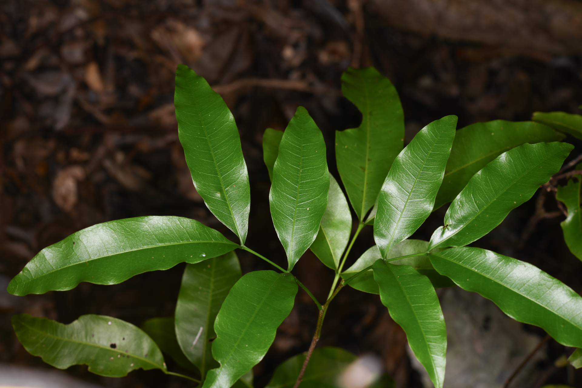 Exothea paniculata (Juss.) Walp. - Photo Bivouac Naturaliste
