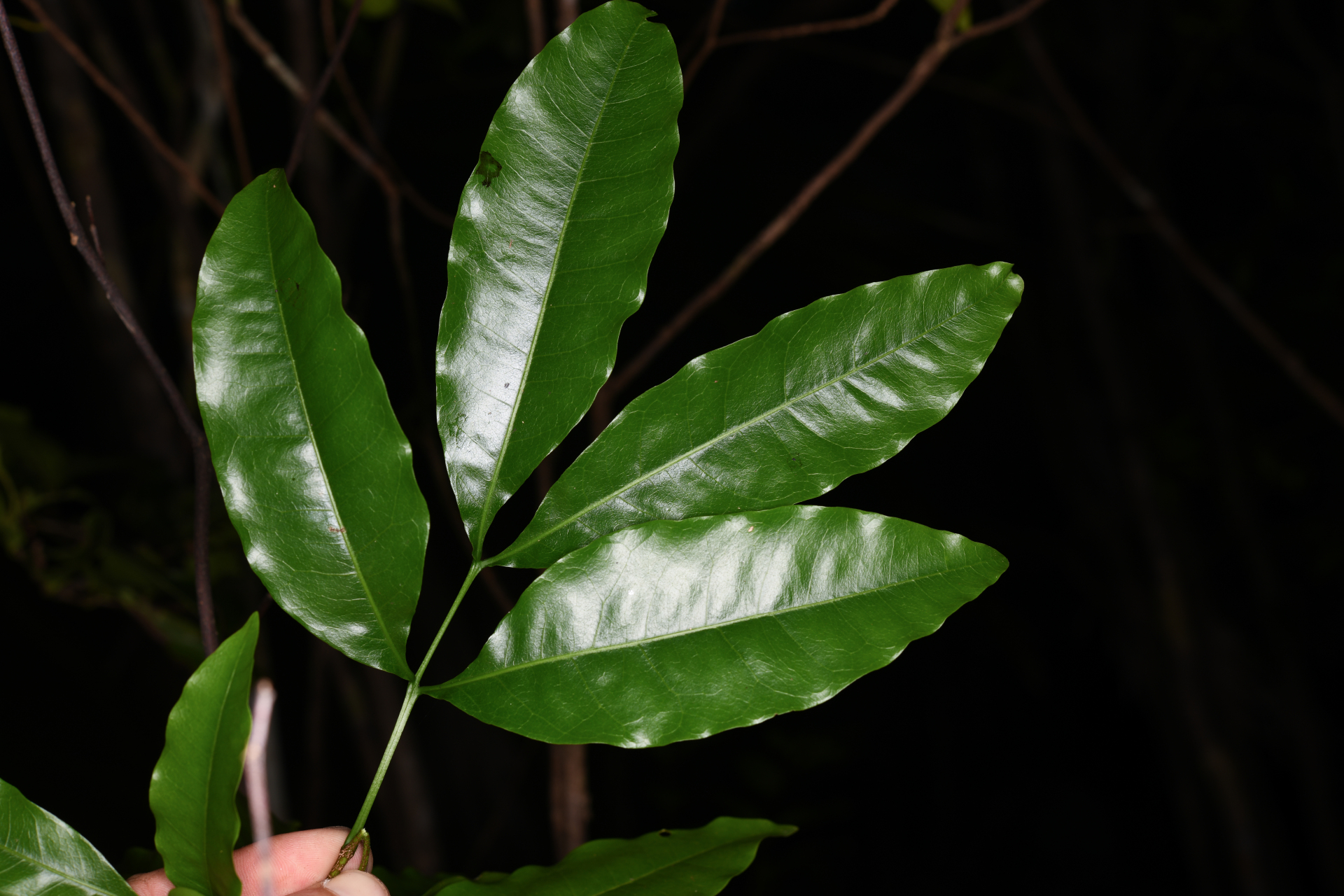 Exothea paniculata (Juss.) Walp. - Photo Bivouac Naturaliste