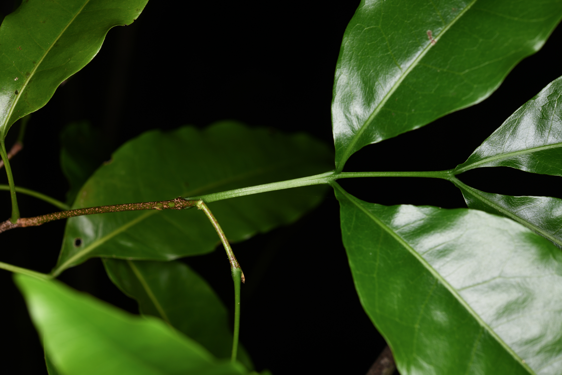 Exothea paniculata (Juss.) Walp. - Photo Bivouac Naturaliste