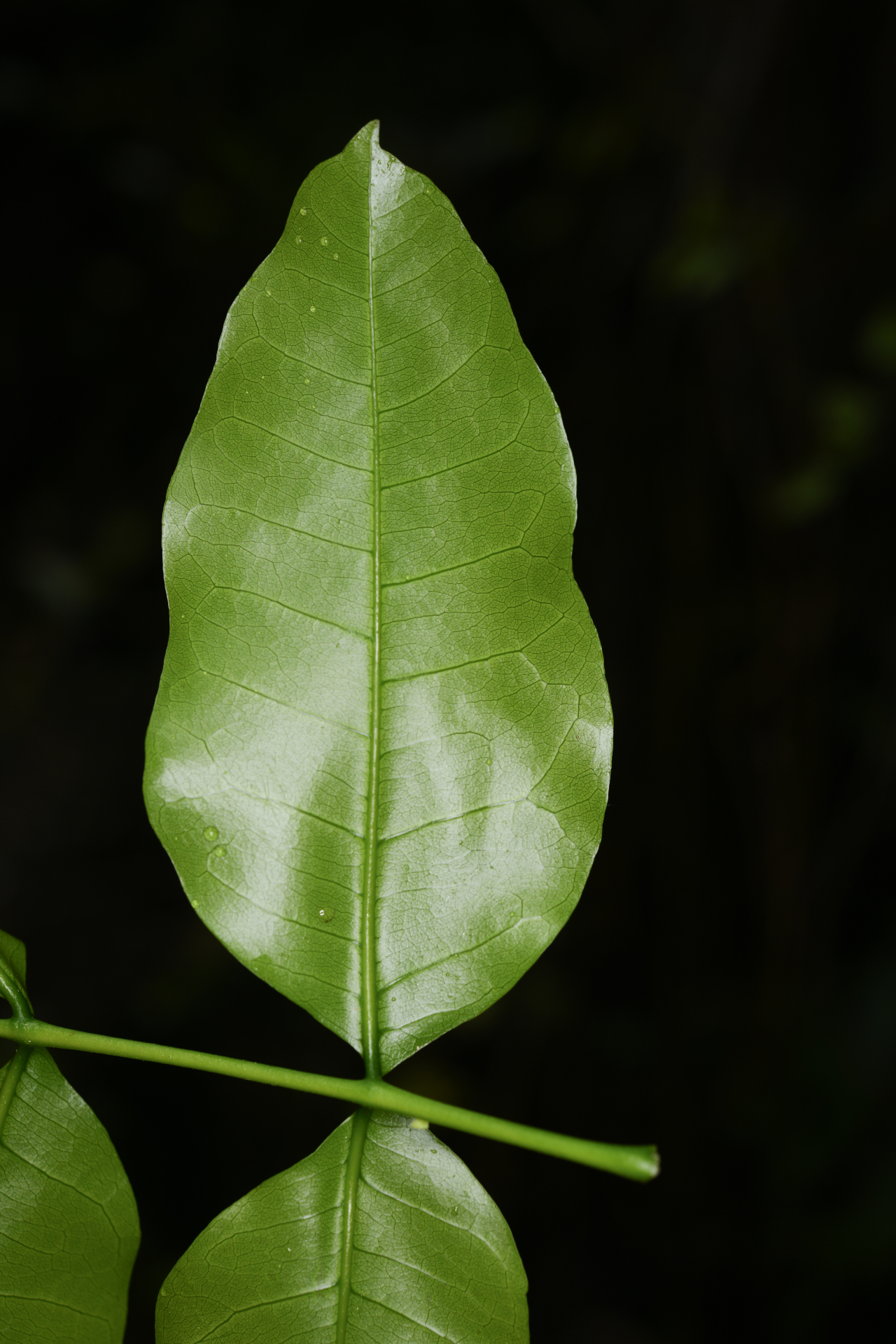 Exothea paniculata (Juss.) Walp. - Photo Bivouac Naturaliste