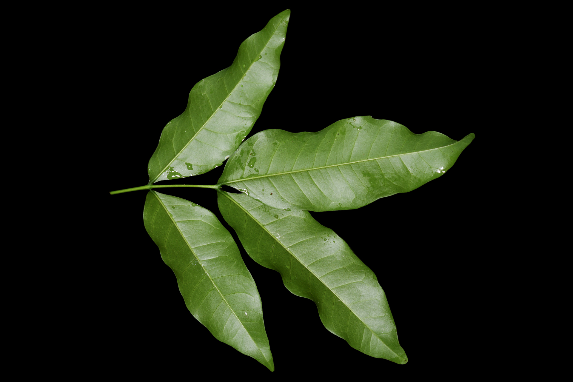 Exothea paniculata (Juss.) Walp. - Photo Bivouac Naturaliste