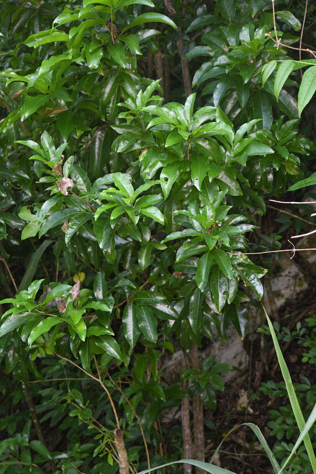 Exothea paniculata (Juss.) Walp. - Photo Bivouac Naturaliste