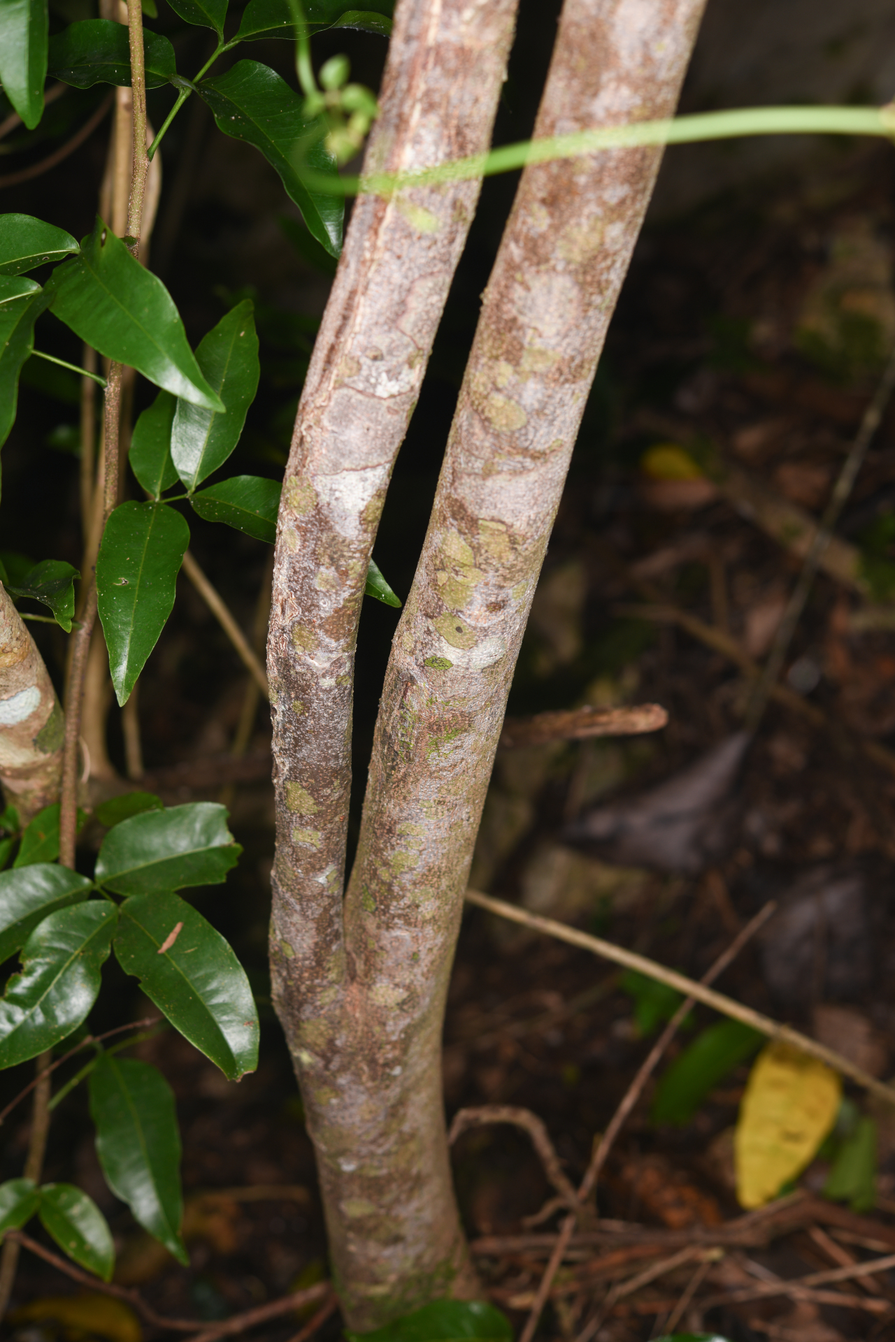 Exothea paniculata (Juss.) Walp. - Photo Bivouac Naturaliste