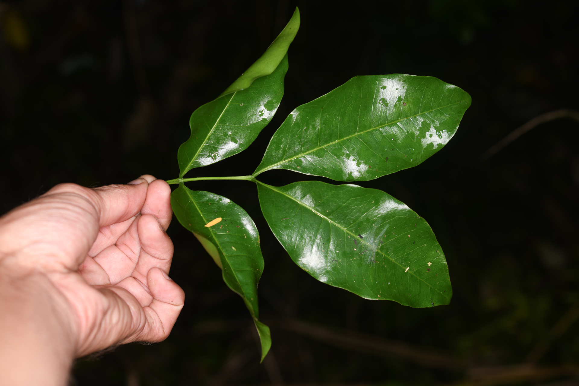 Exothea paniculata (Juss.) Walp. - Photo Bivouac Naturaliste