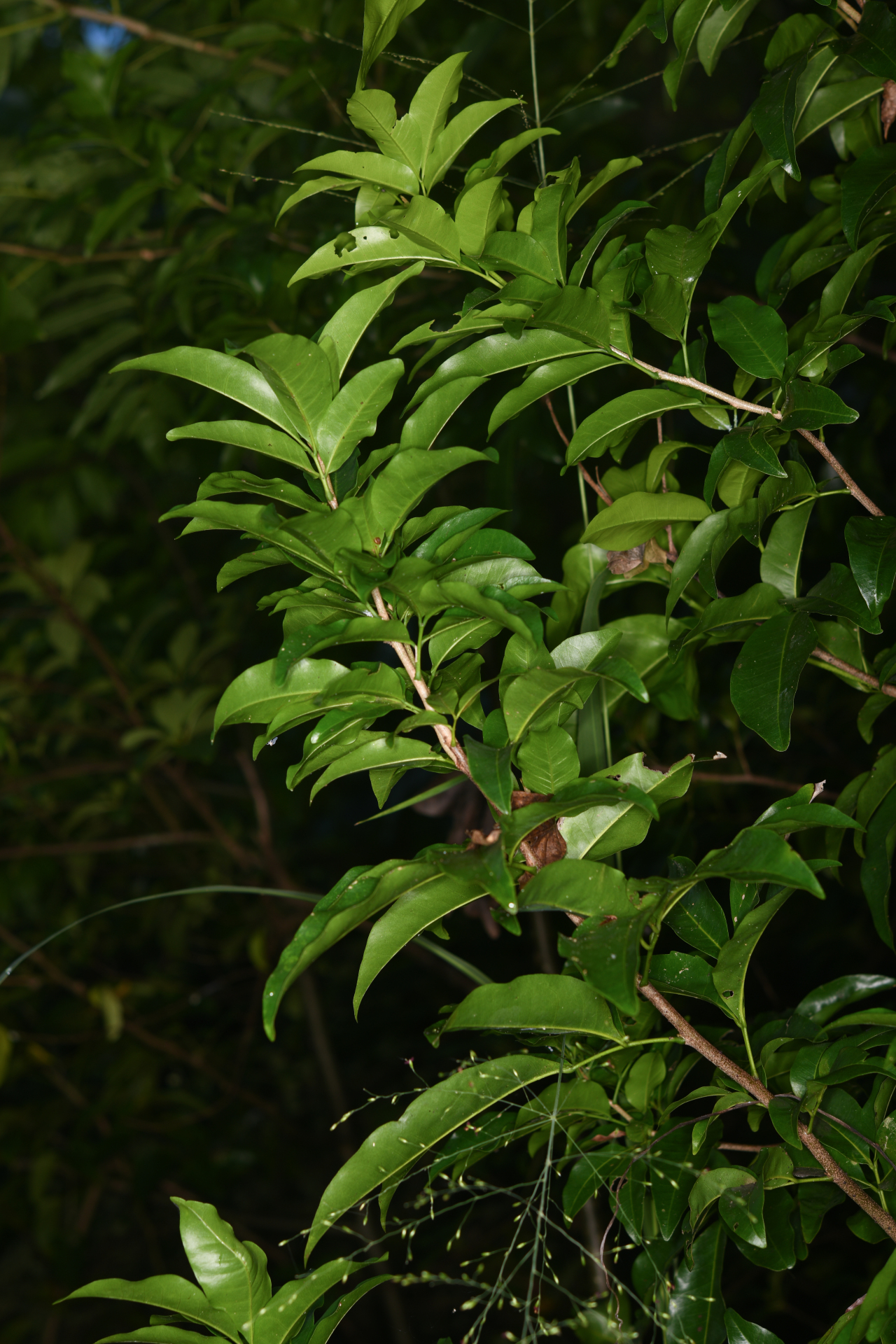 Exothea paniculata (Juss.) Walp. - Photo Bivouac Naturaliste