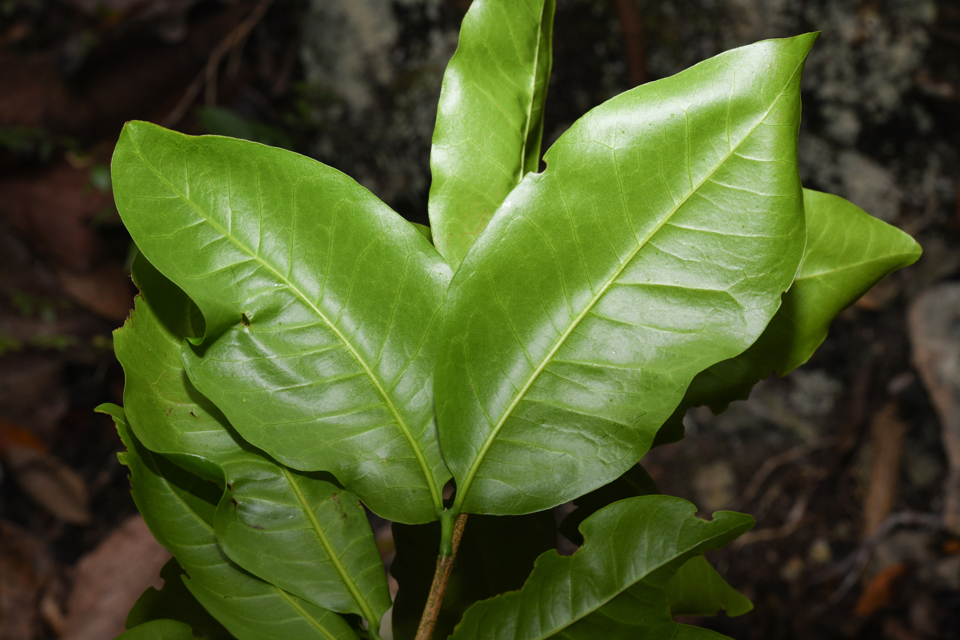 Exothea paniculata (Juss.) Walp. - Photo Bivouac Naturaliste