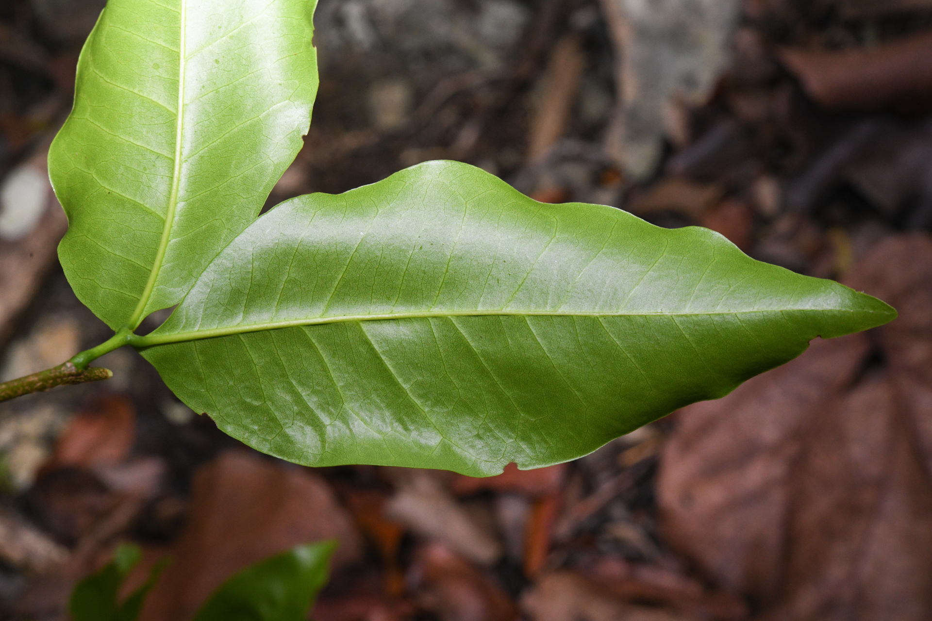 Exothea paniculata (Juss.) Walp. - Photo Bivouac Naturaliste