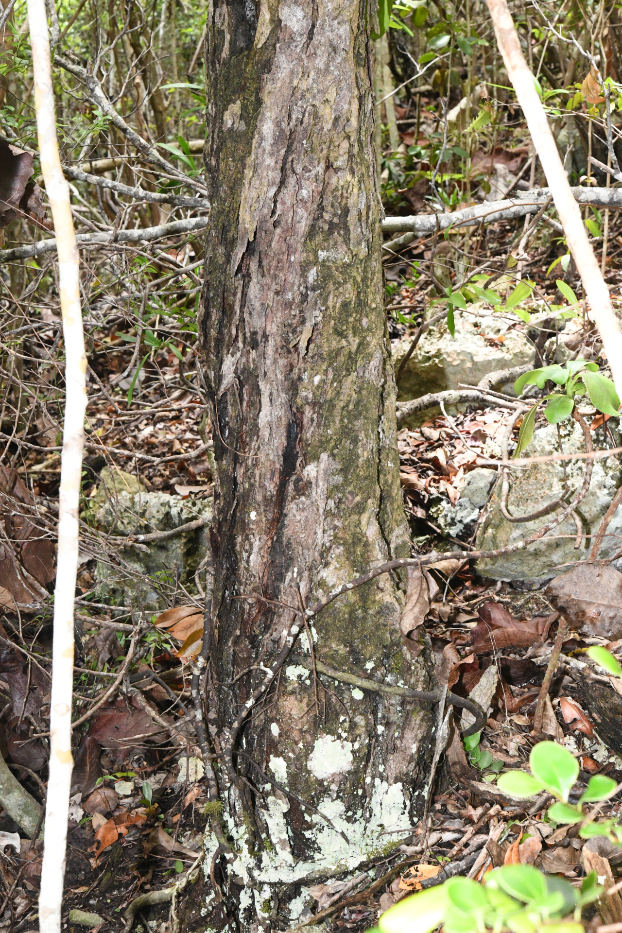 Exothea paniculata (Juss.) Walp. - Photo Bivouac Naturaliste