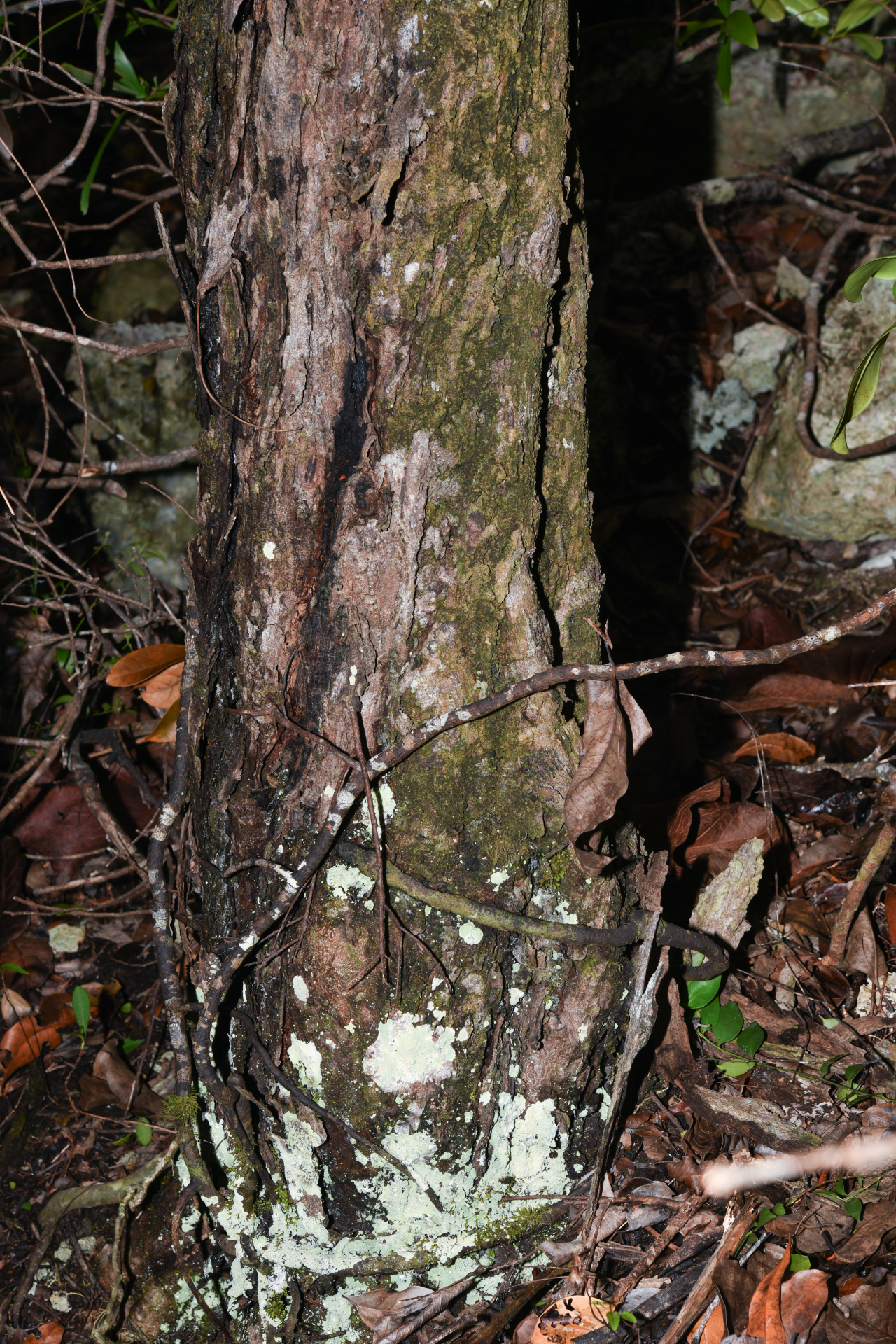 Exothea paniculata (Juss.) Walp. - Photo Bivouac Naturaliste