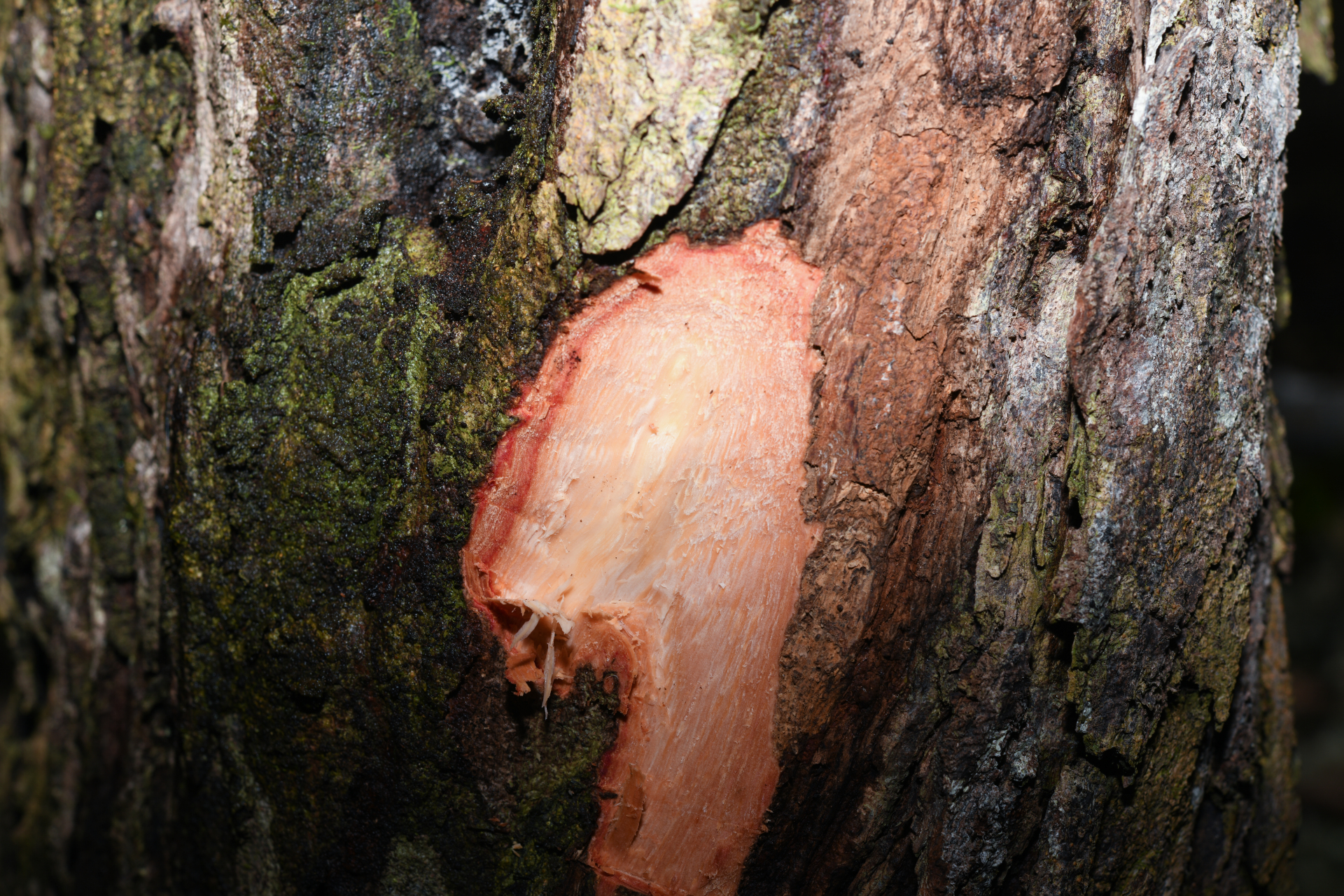 Exothea paniculata (Juss.) Walp. - Photo Bivouac Naturaliste