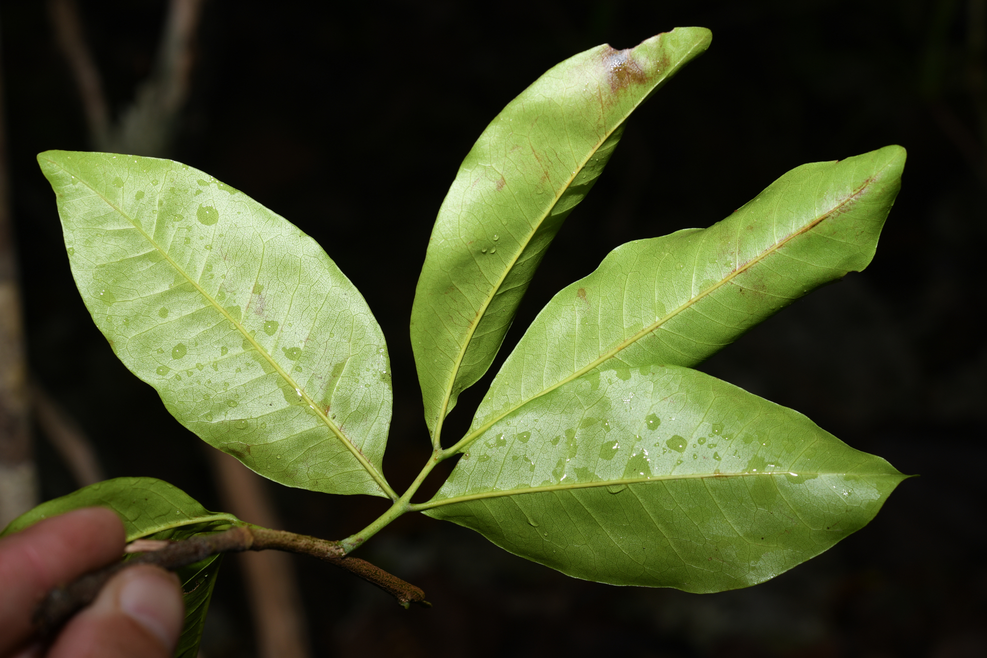 Exothea paniculata (Juss.) Walp. - Photo Bivouac Naturaliste