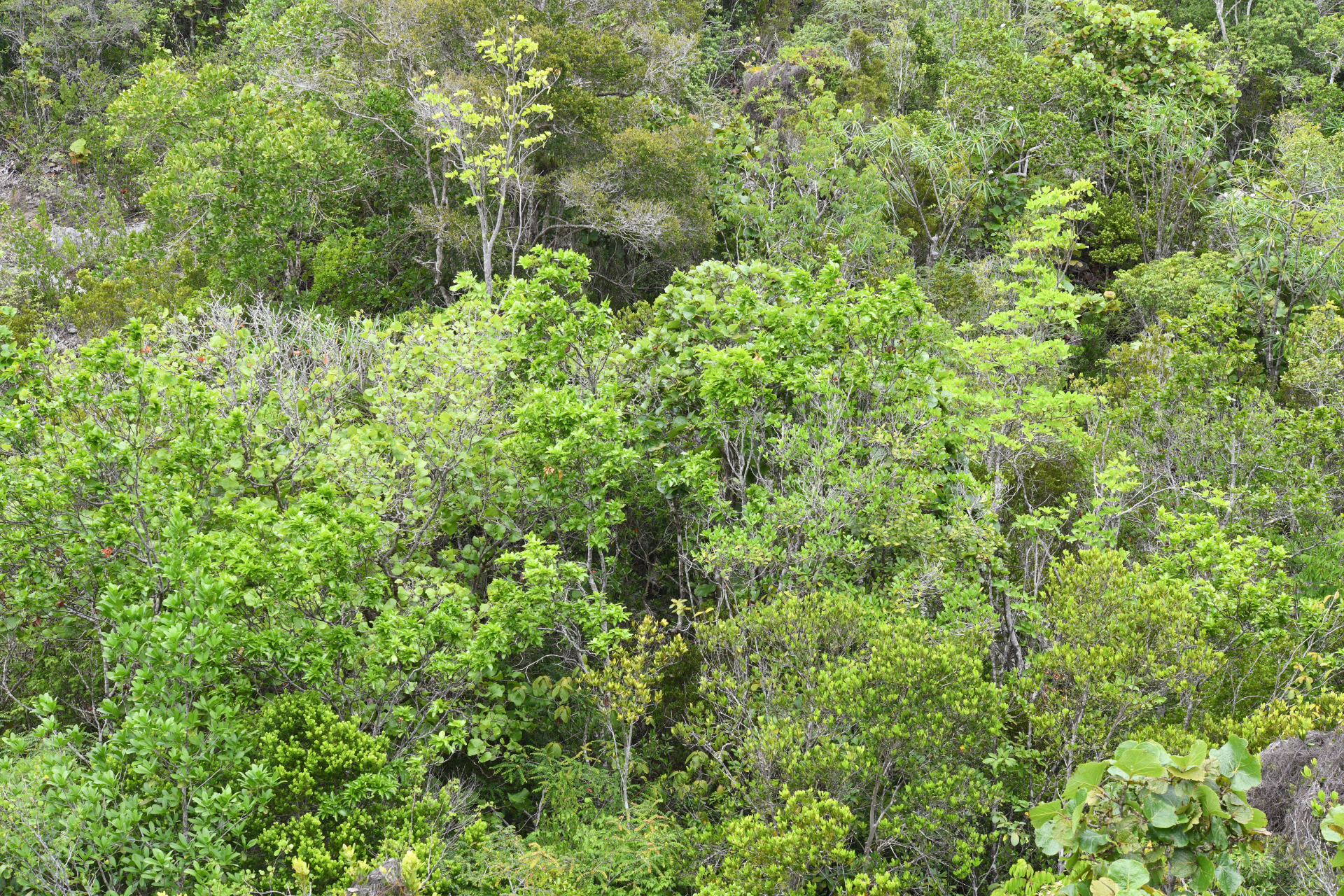 Exothea paniculata (Juss.) Walp. - Photo Bivouac Naturaliste