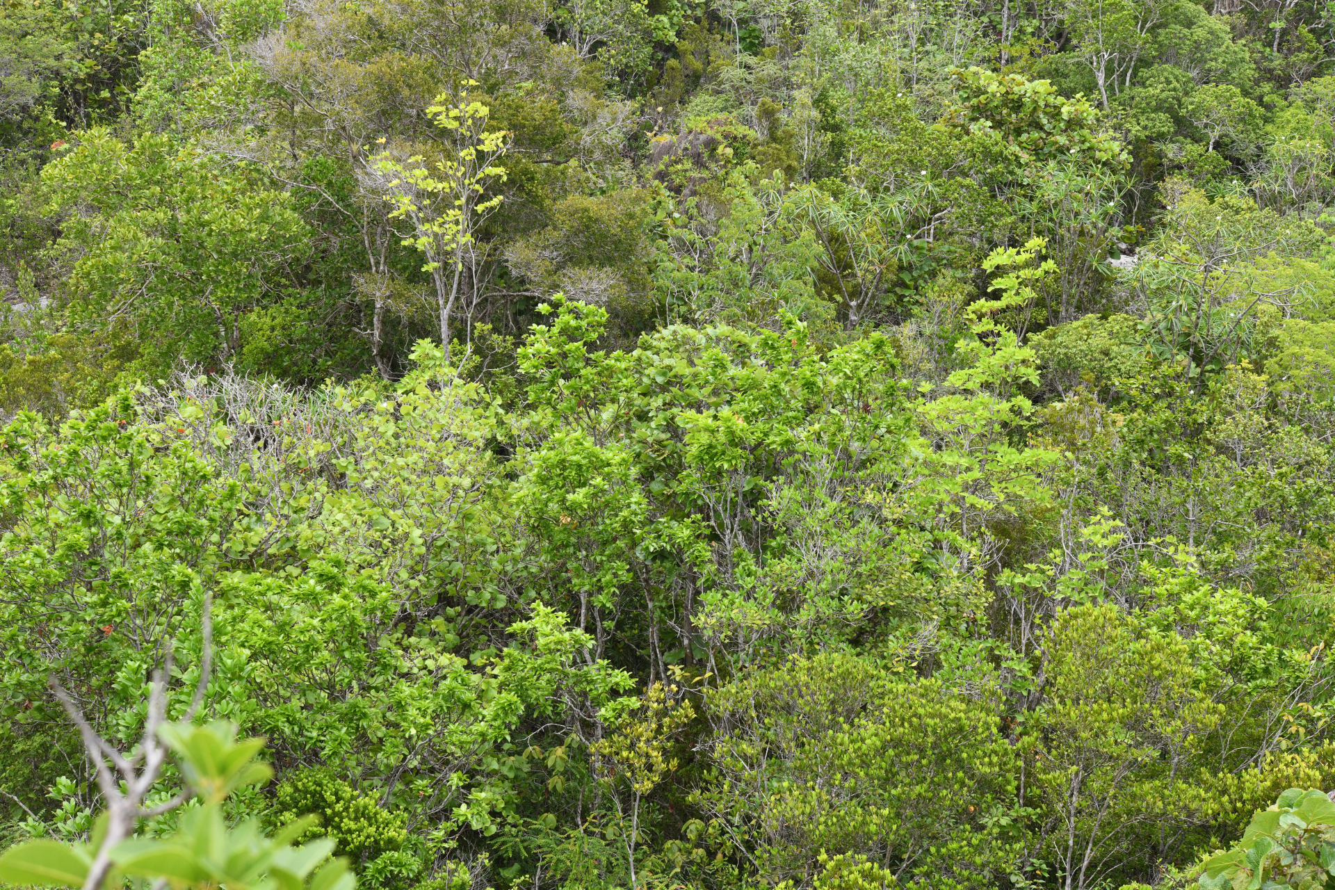 Exothea paniculata (Juss.) Walp. - Photo Bivouac Naturaliste