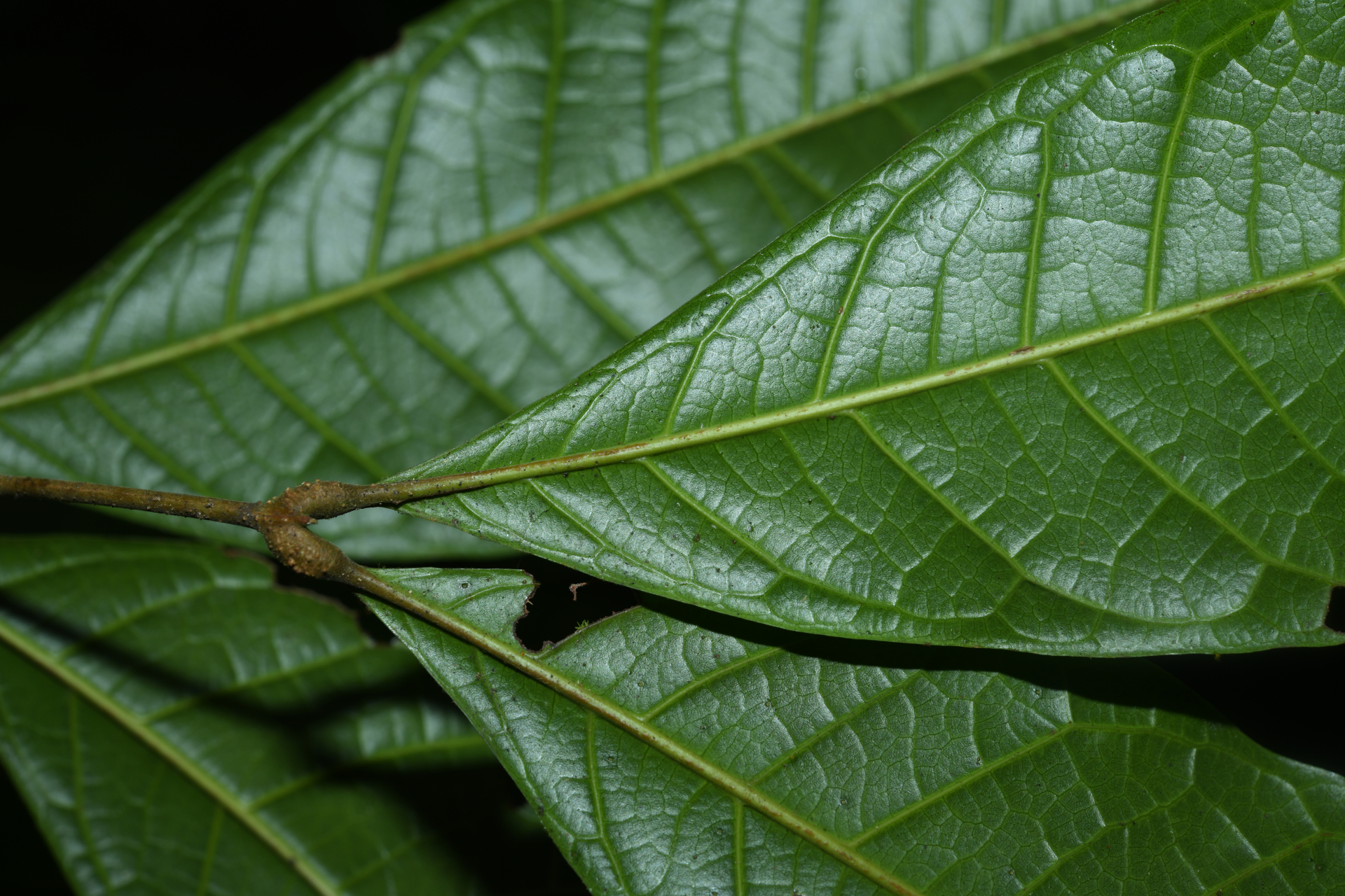 Talisia sylvatica (Aubl.) Radlk. - Photo Bivouac Naturaliste