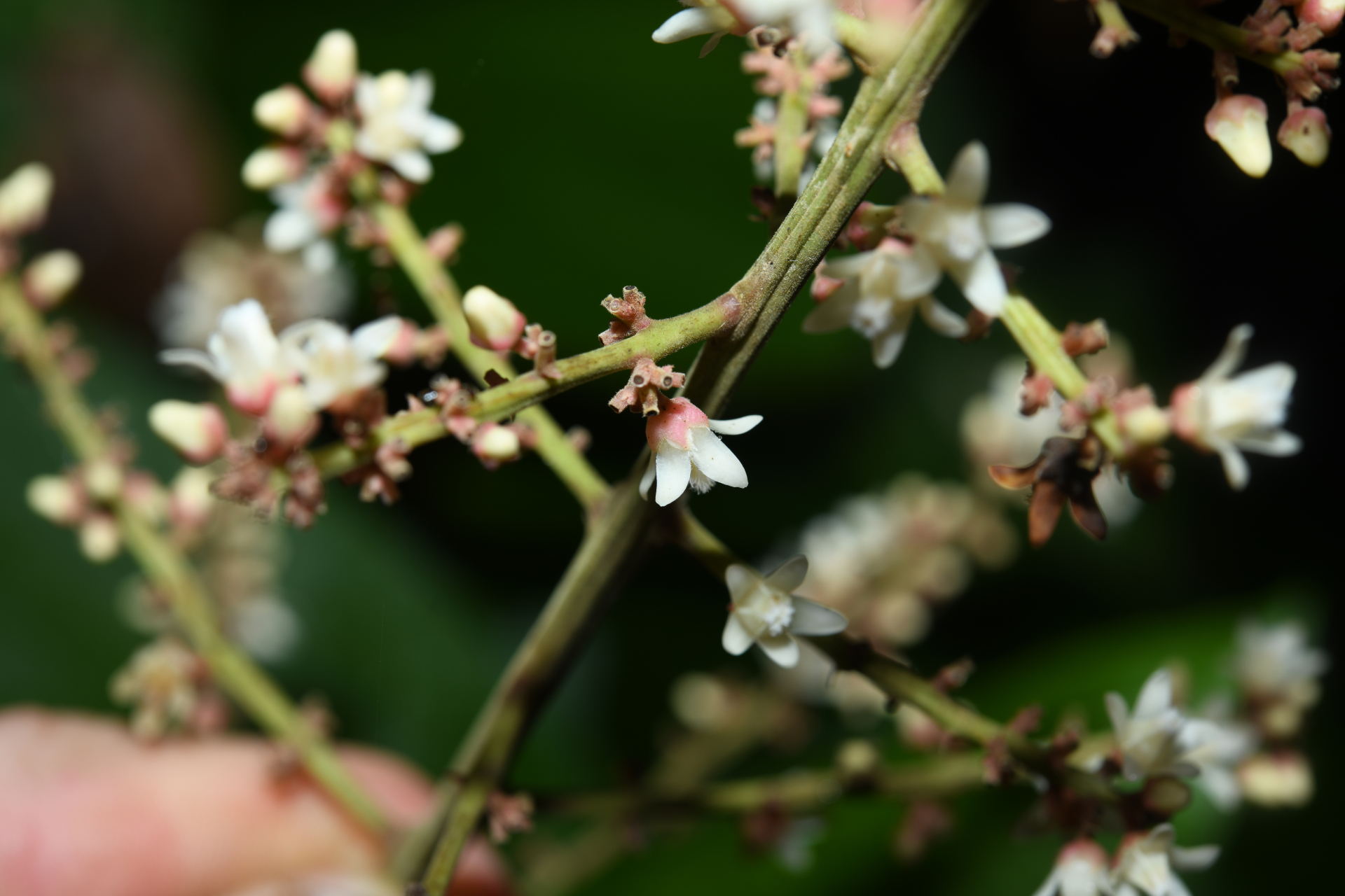Talisia sylvatica (Aubl.) Radlk. - Photo Bivouac Naturaliste