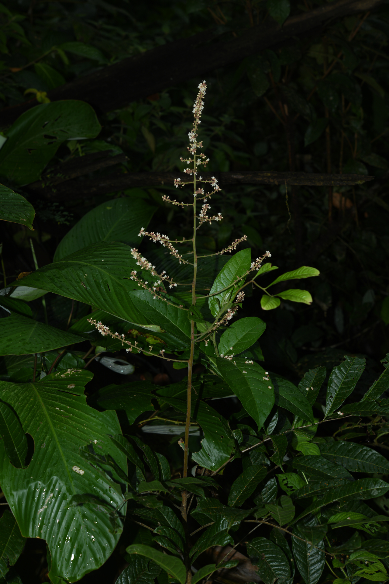 Talisia sylvatica (Aubl.) Radlk. - Photo Bivouac Naturaliste