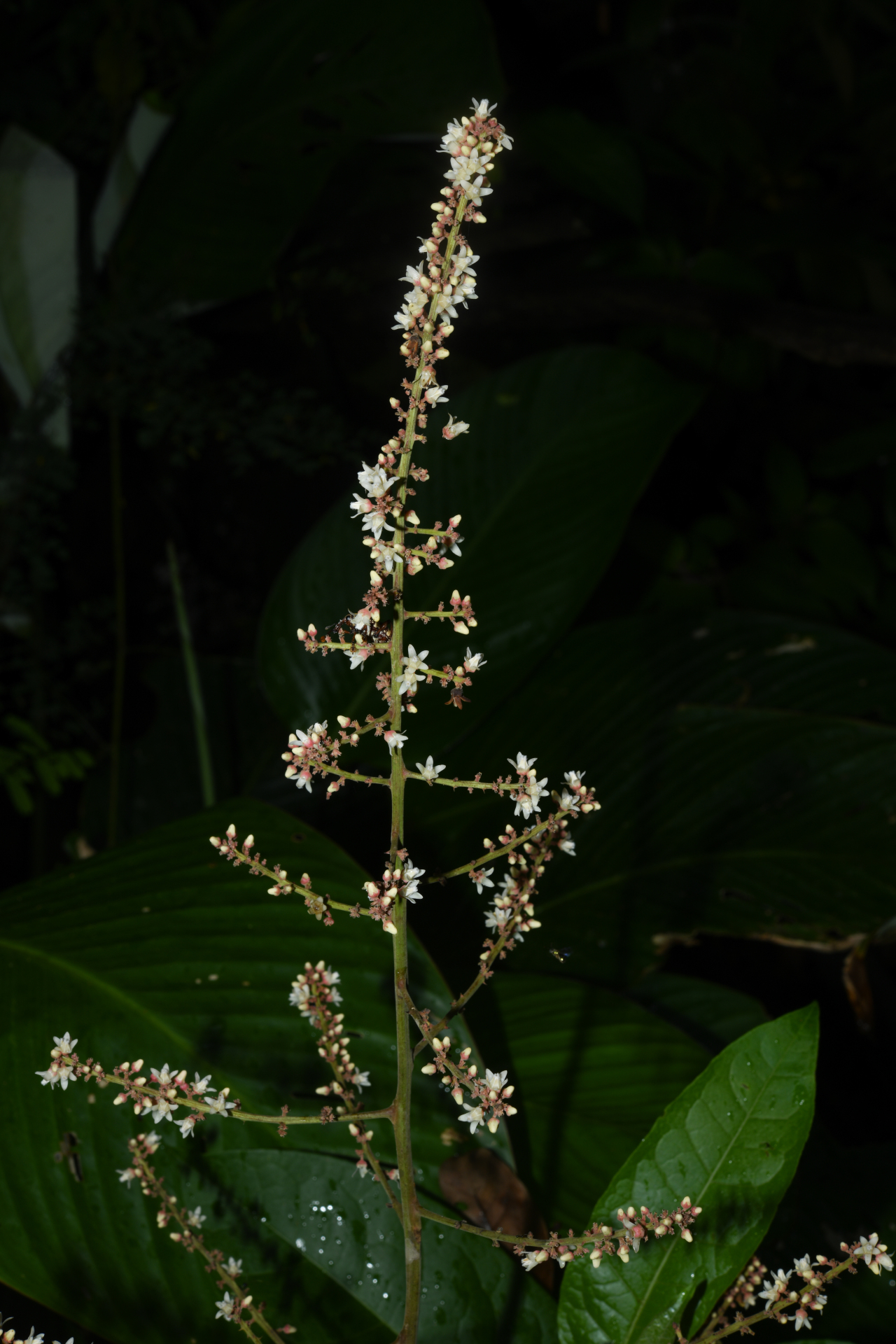 Talisia sylvatica (Aubl.) Radlk. - Photo Bivouac Naturaliste