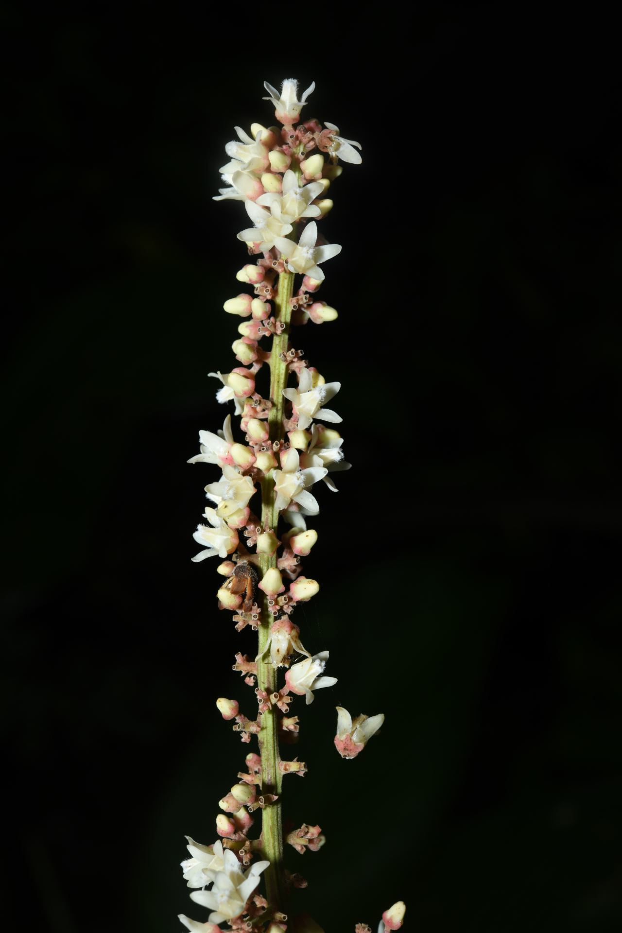 Talisia sylvatica (Aubl.) Radlk. - Photo Bivouac Naturaliste