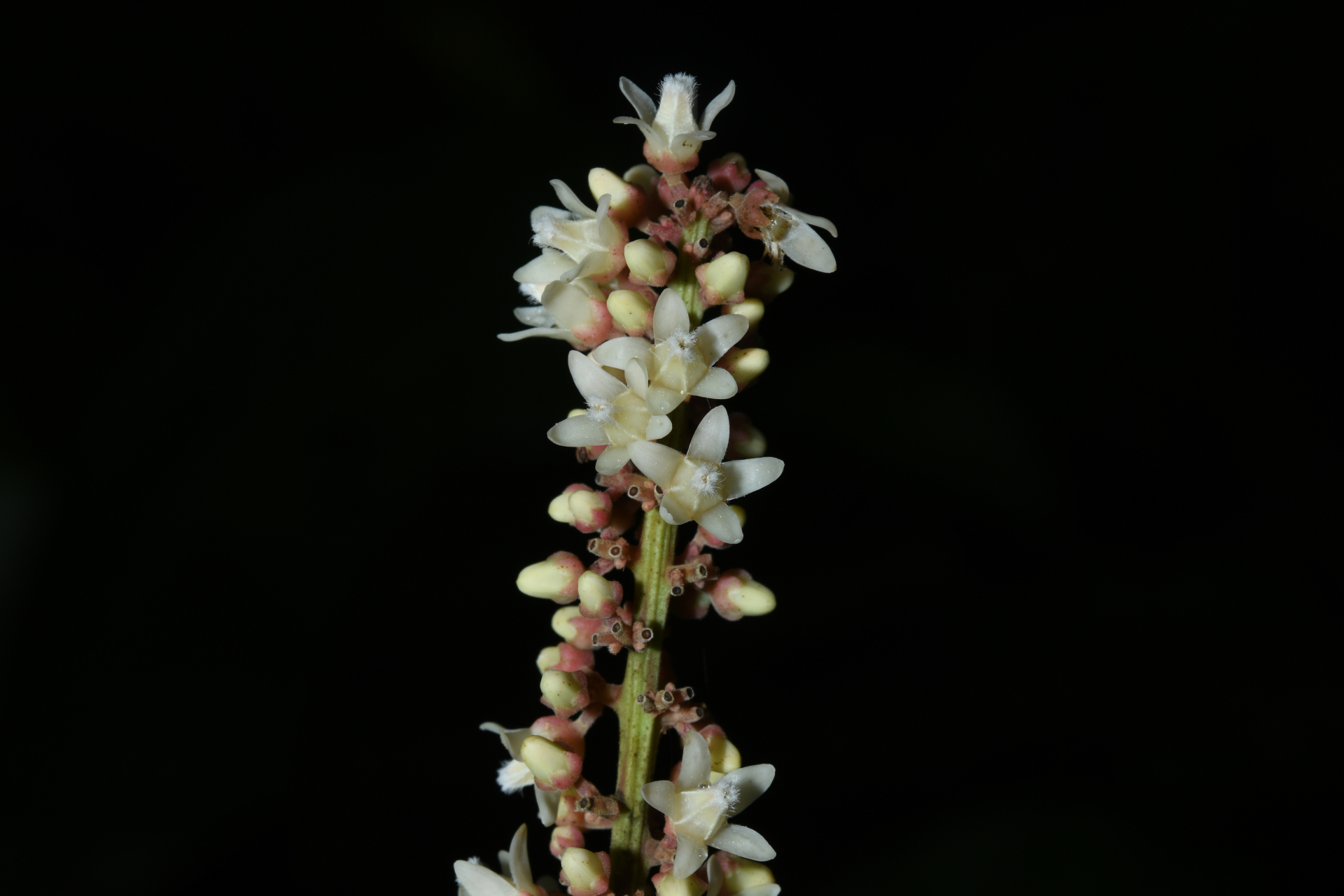 Talisia sylvatica (Aubl.) Radlk. - Photo Bivouac Naturaliste