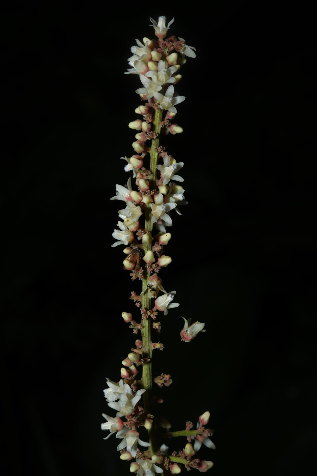 Talisia sylvatica (Aubl.) Radlk. - Photo Bivouac Naturaliste