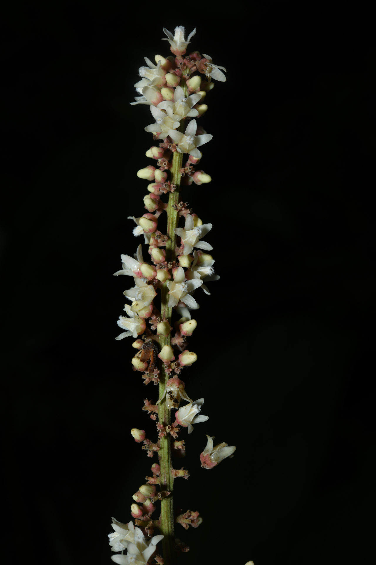 Talisia sylvatica (Aubl.) Radlk. - Photo Bivouac Naturaliste