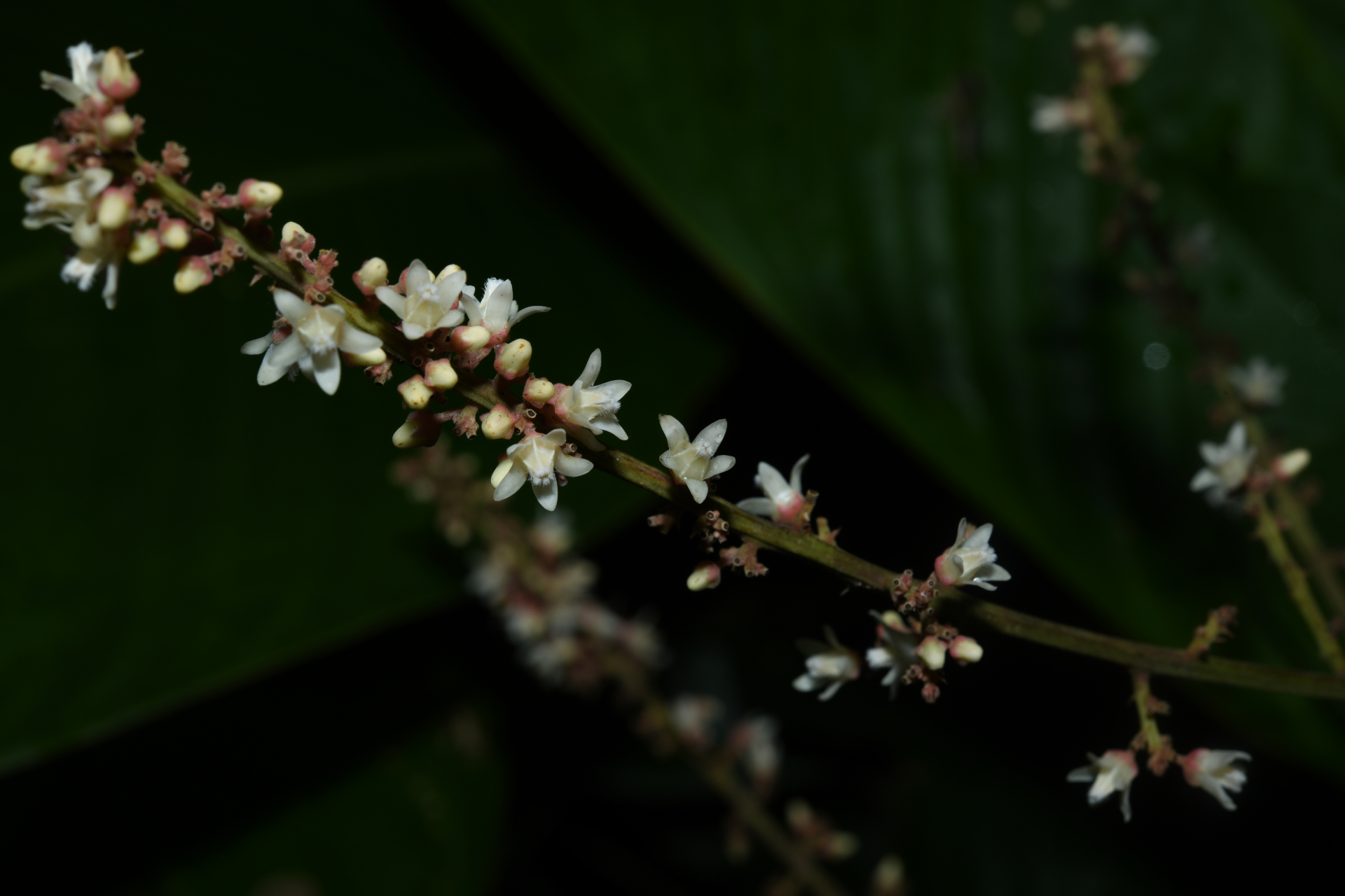 Talisia sylvatica (Aubl.) Radlk. - Photo Bivouac Naturaliste