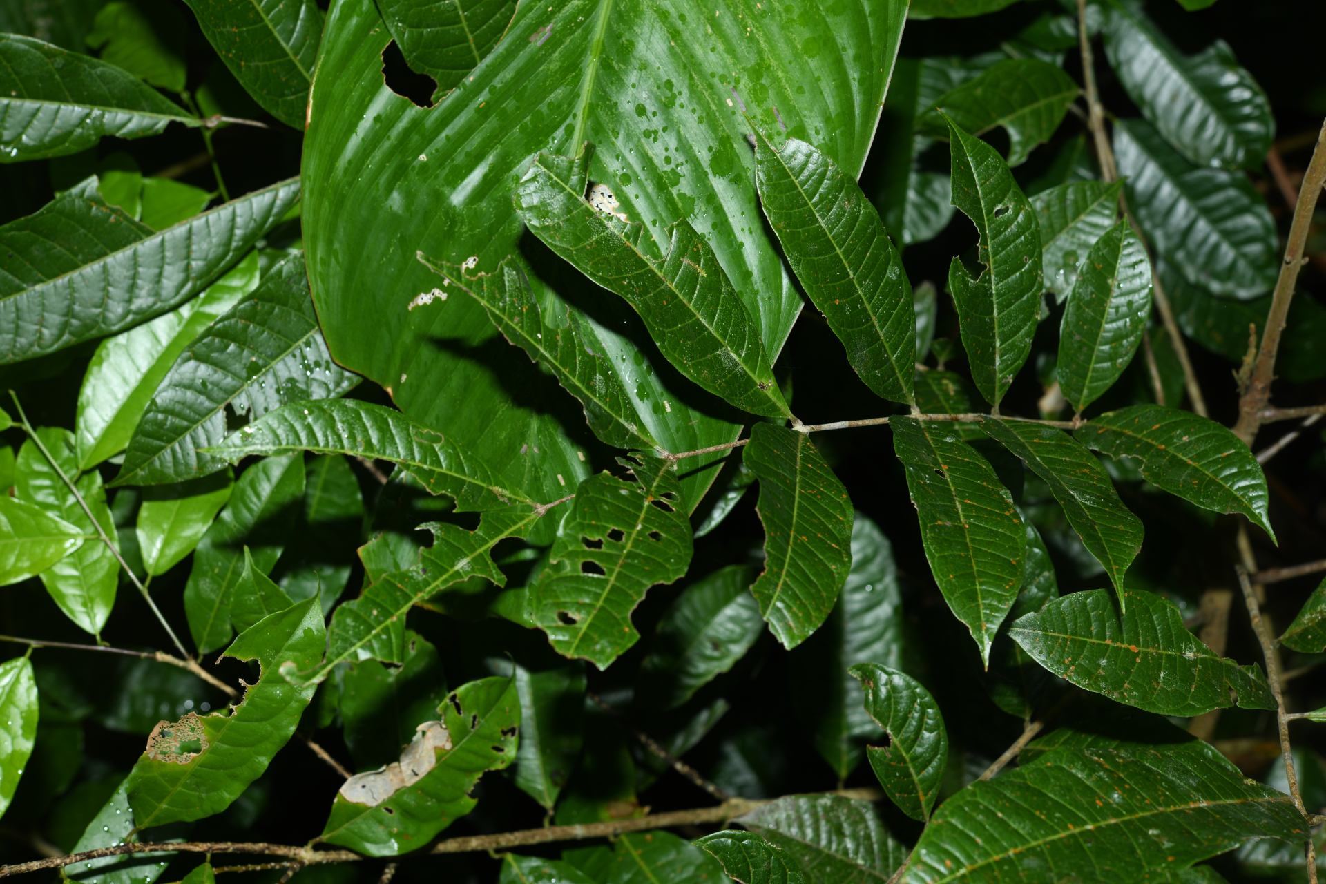 Talisia sylvatica (Aubl.) Radlk. - Photo Bivouac Naturaliste