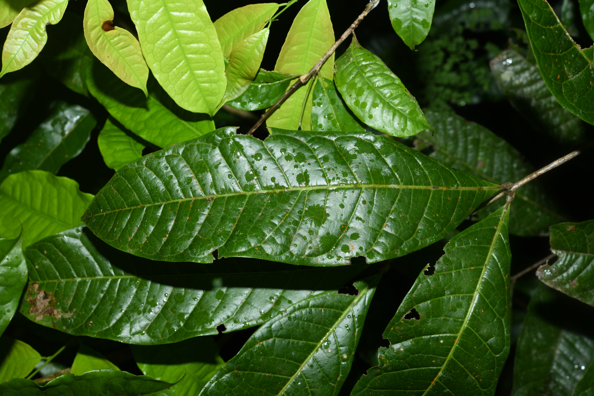 Talisia sylvatica (Aubl.) Radlk. - Photo Bivouac Naturaliste