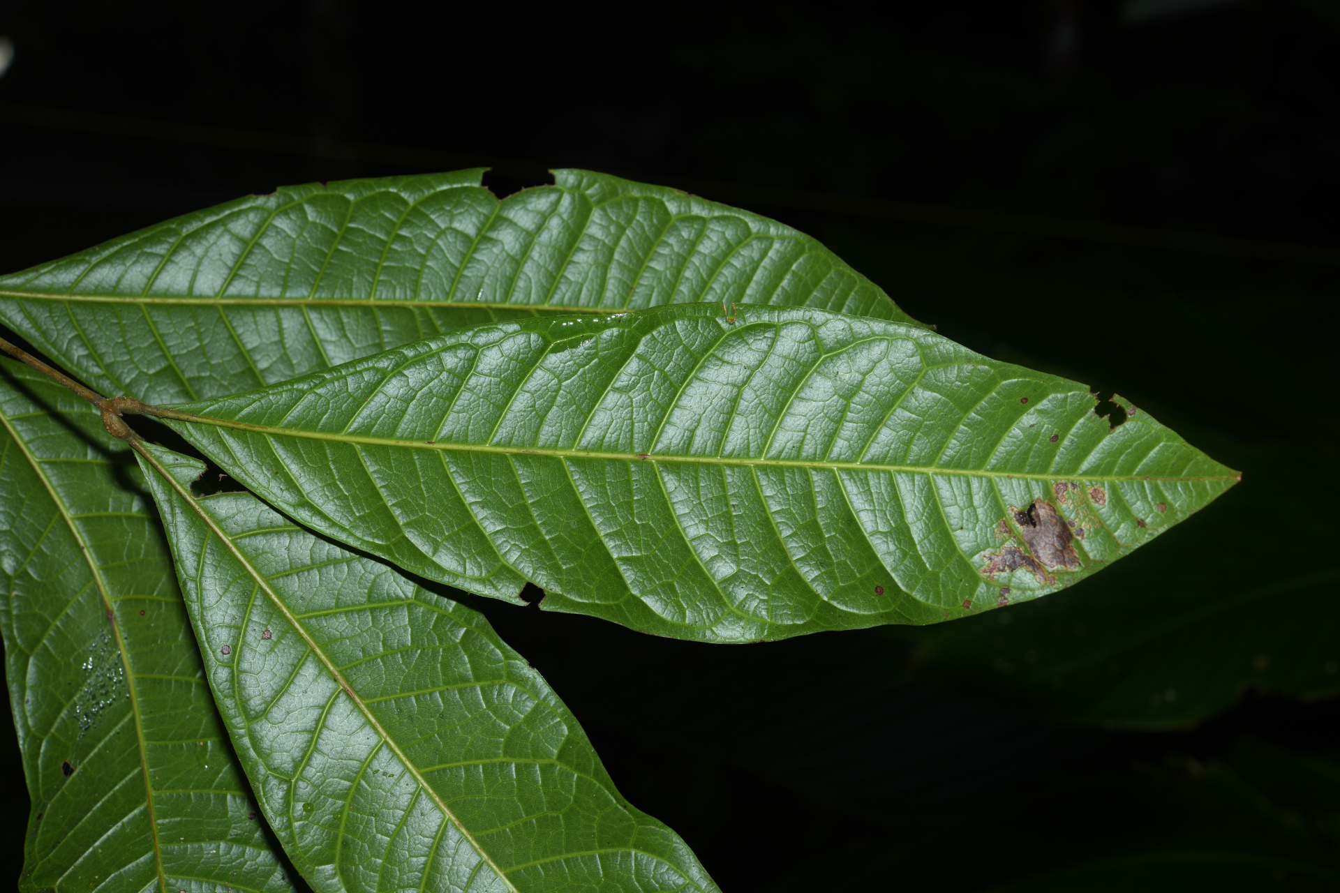 Talisia sylvatica (Aubl.) Radlk. - Photo Bivouac Naturaliste