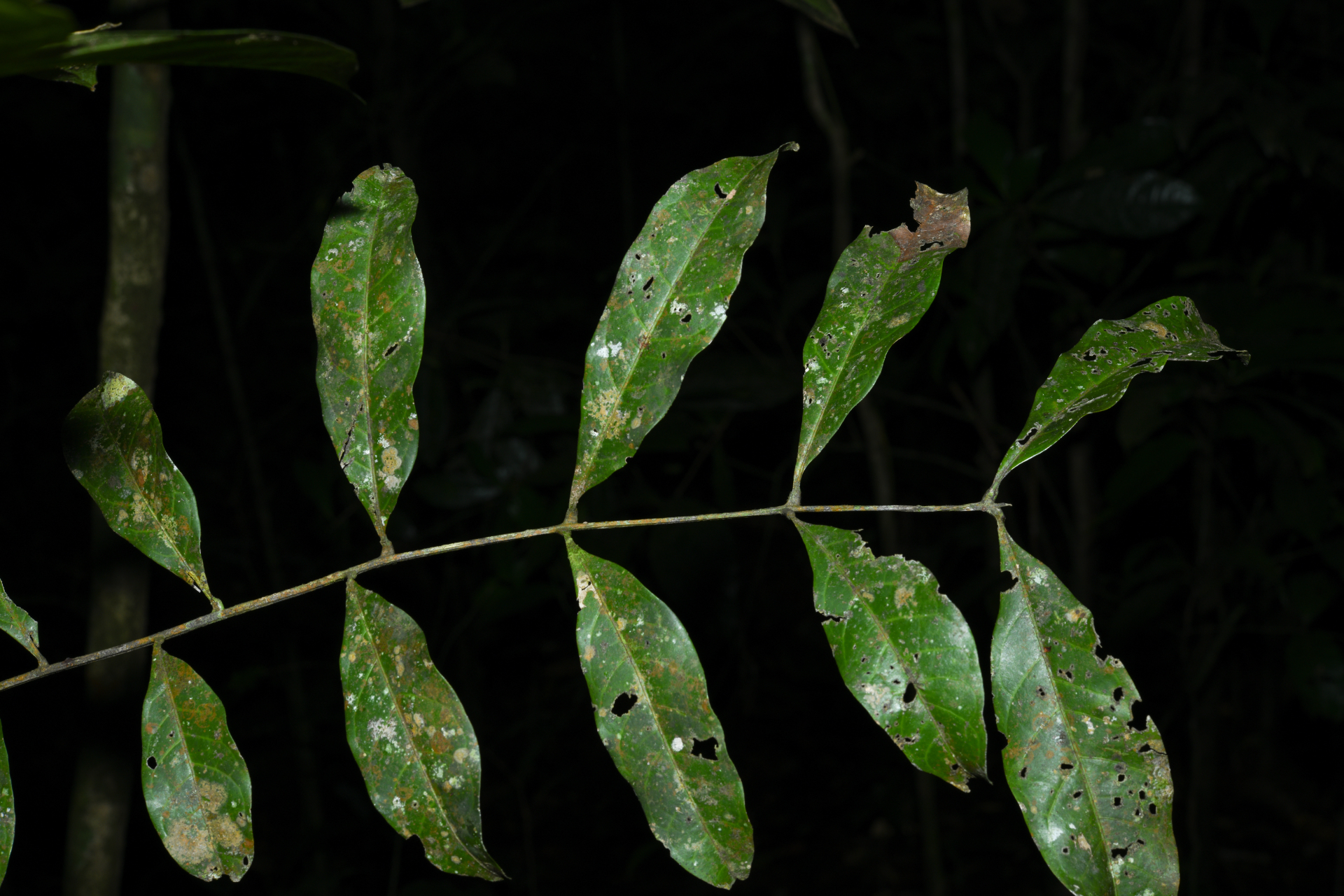 Talisia carinata Radlk. - Photo Bivouac Naturaliste