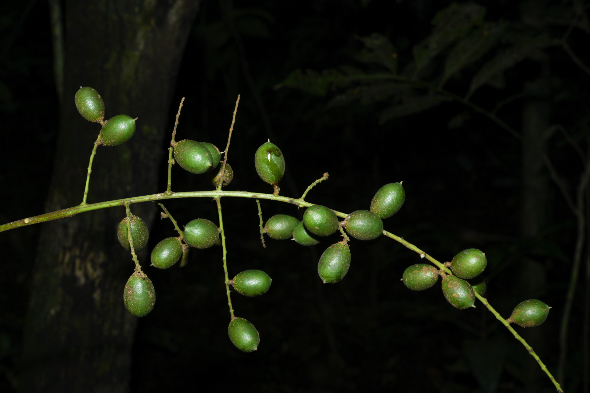 Talisia carinata Radlk. - Photo Bivouac Naturaliste